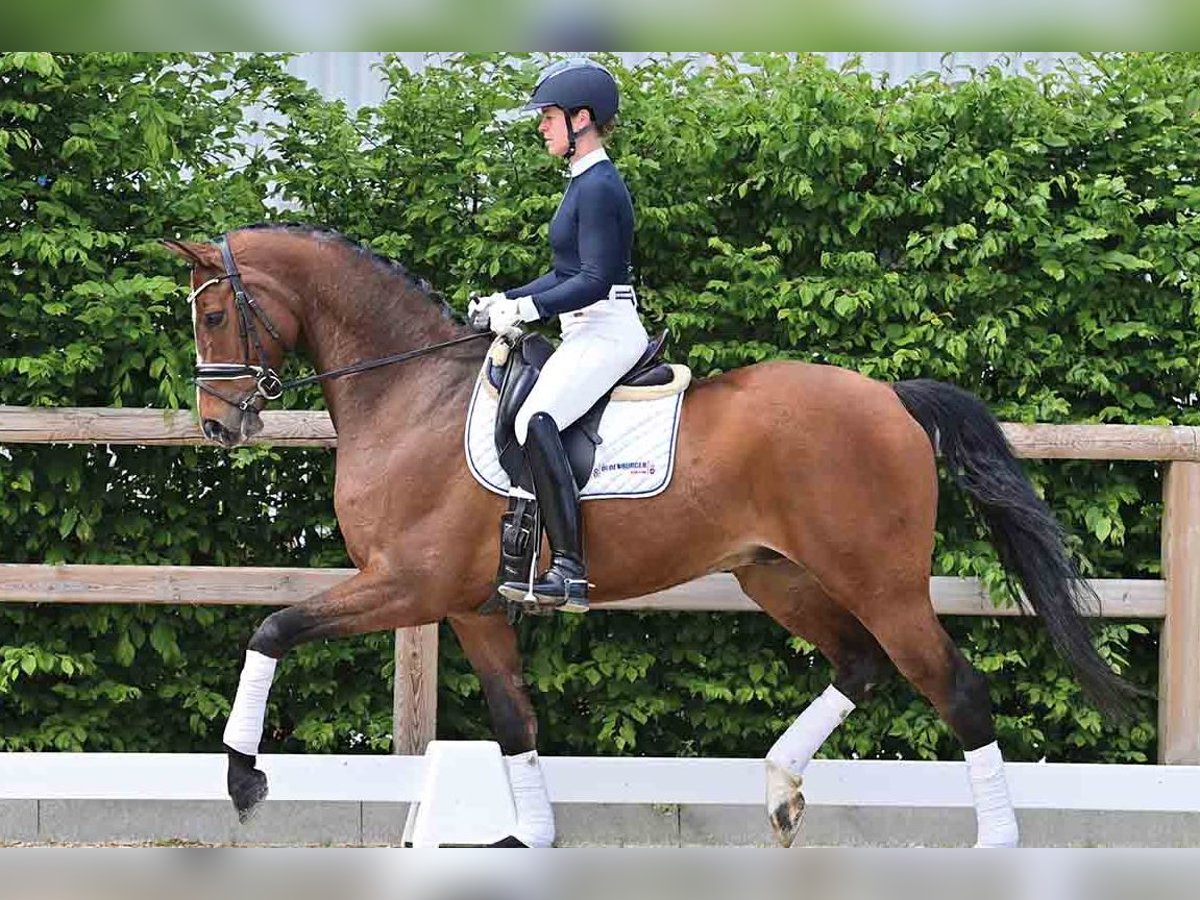 Oldenburger Wallach 6 Jahre 174 cm Brauner in Vechta