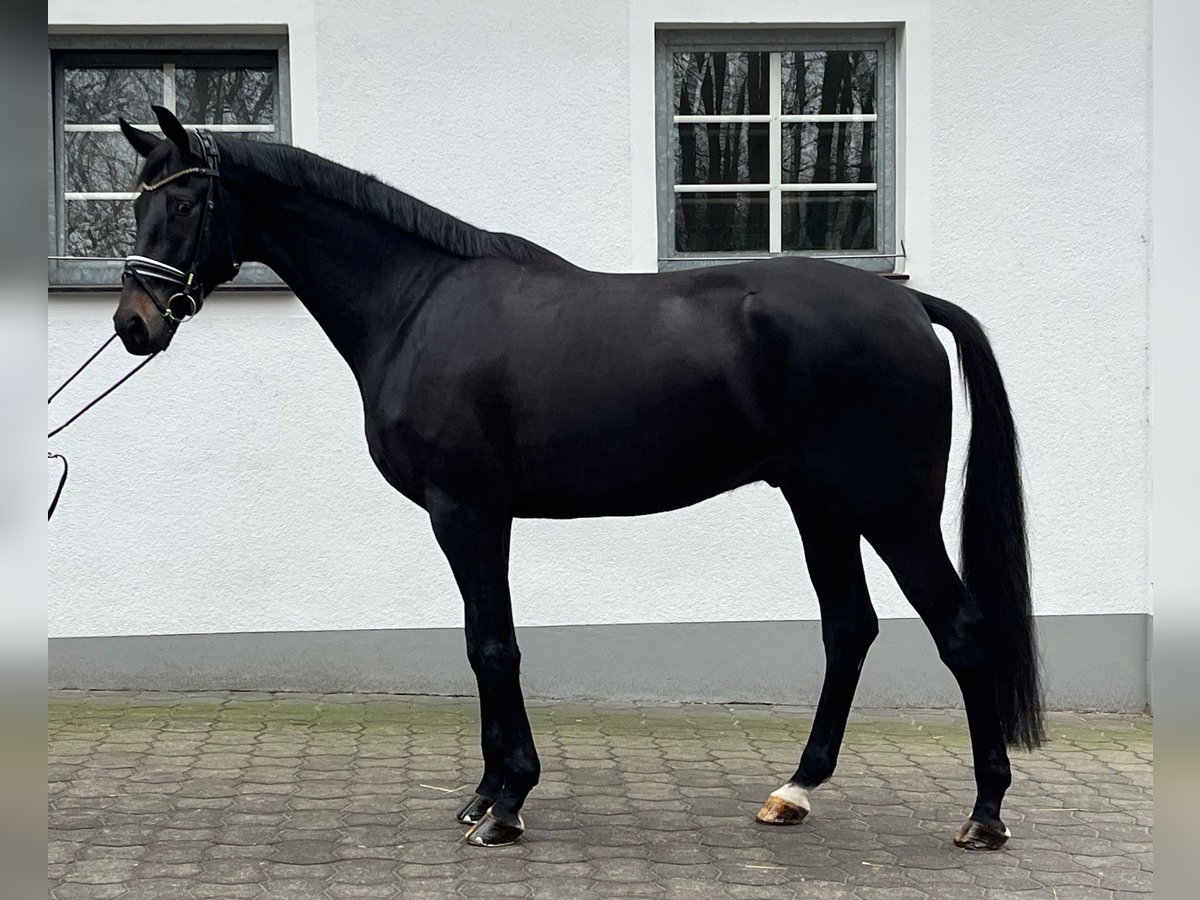 Oldenburger Wallach 6 Jahre 177 cm Rappe in H&#xFC;nxe
