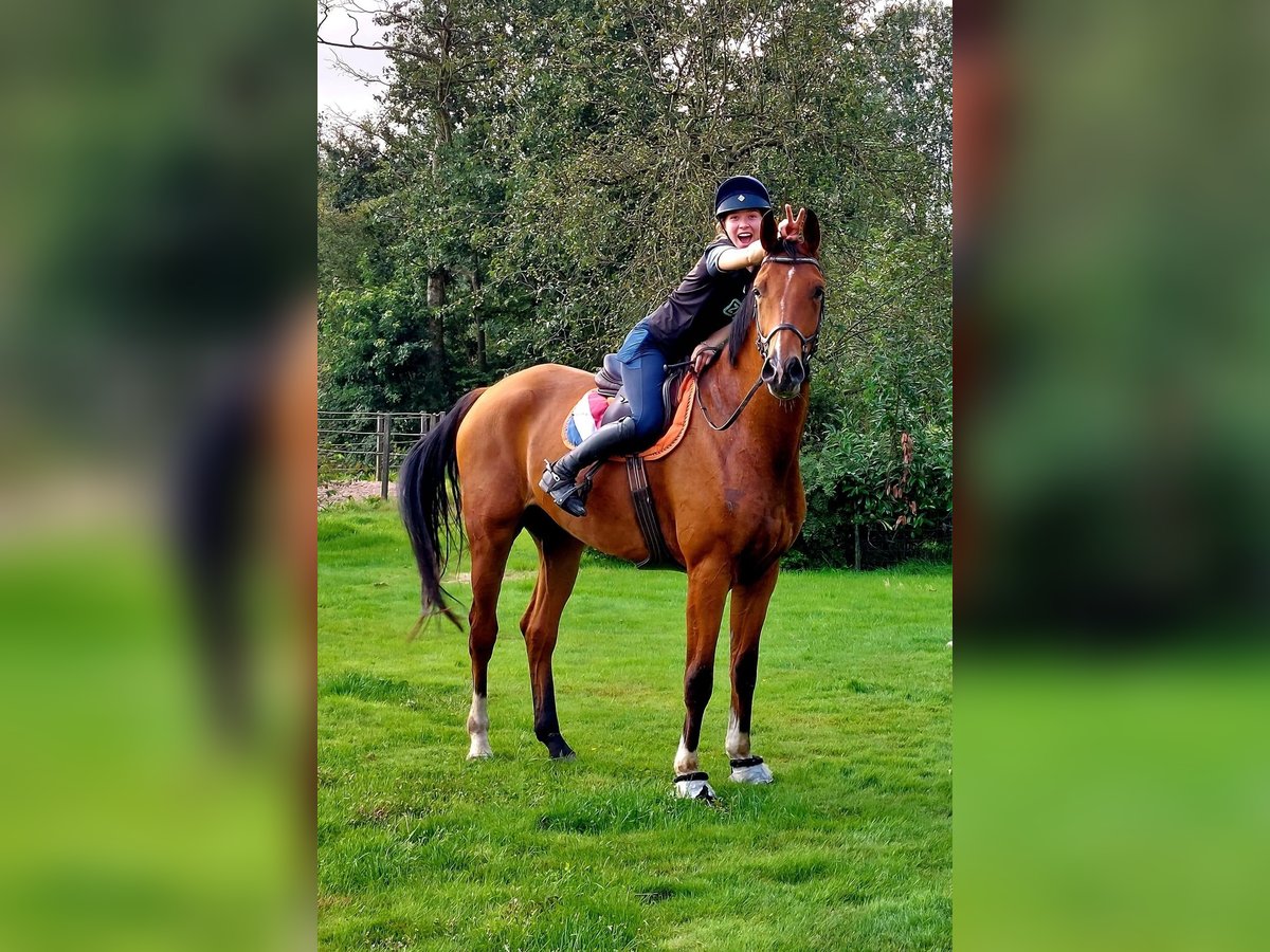 Oldenburger Wallach 6 Jahre 184 cm Brauner in Oosterstreek