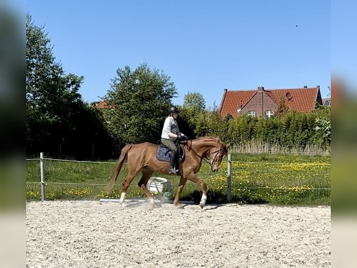 Oldenburger Wallach 7 Jahre 165 cm Fuchs in Dornum