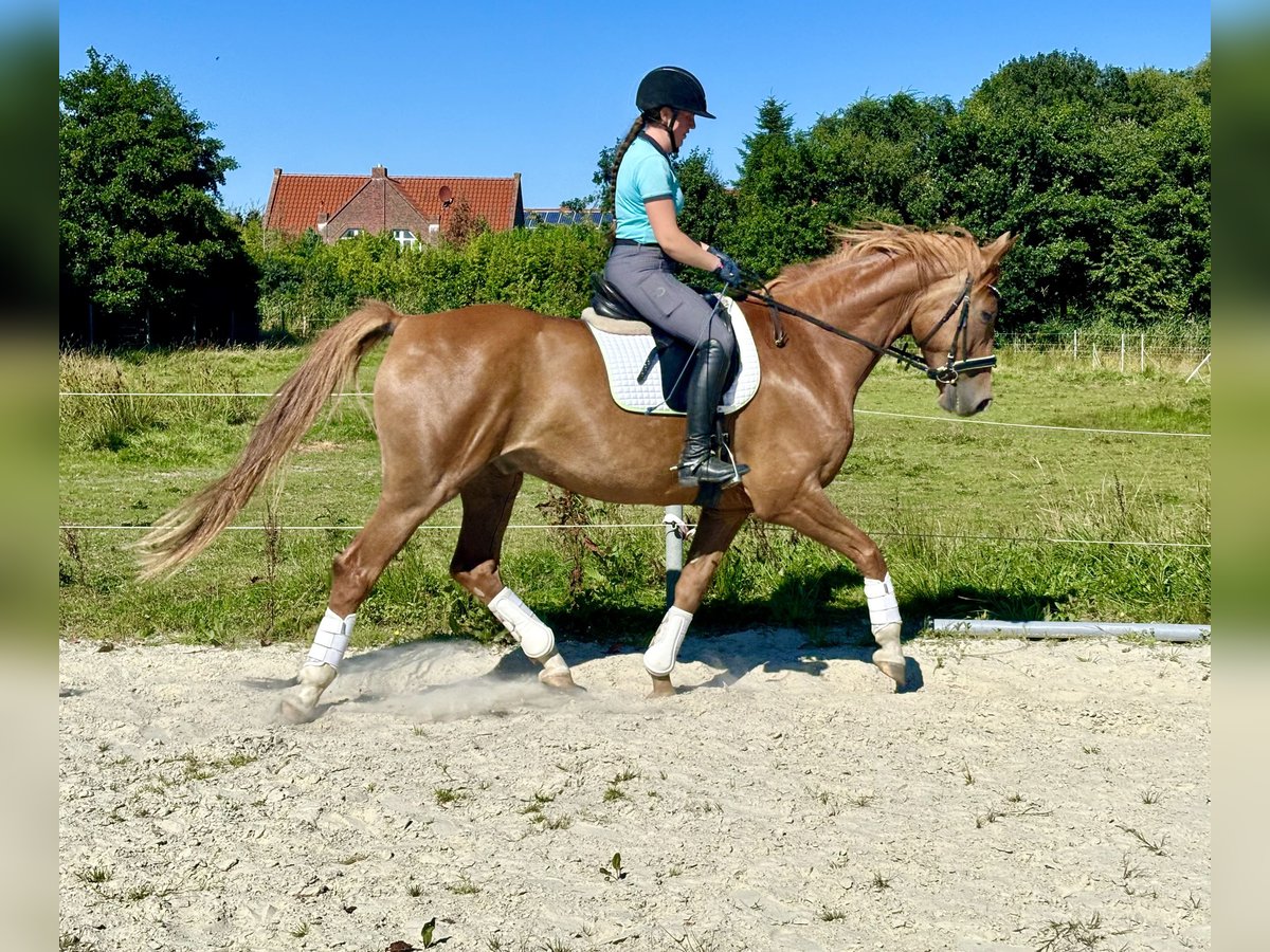 Oldenburger Wallach 7 Jahre 165 cm Fuchs in Dornum