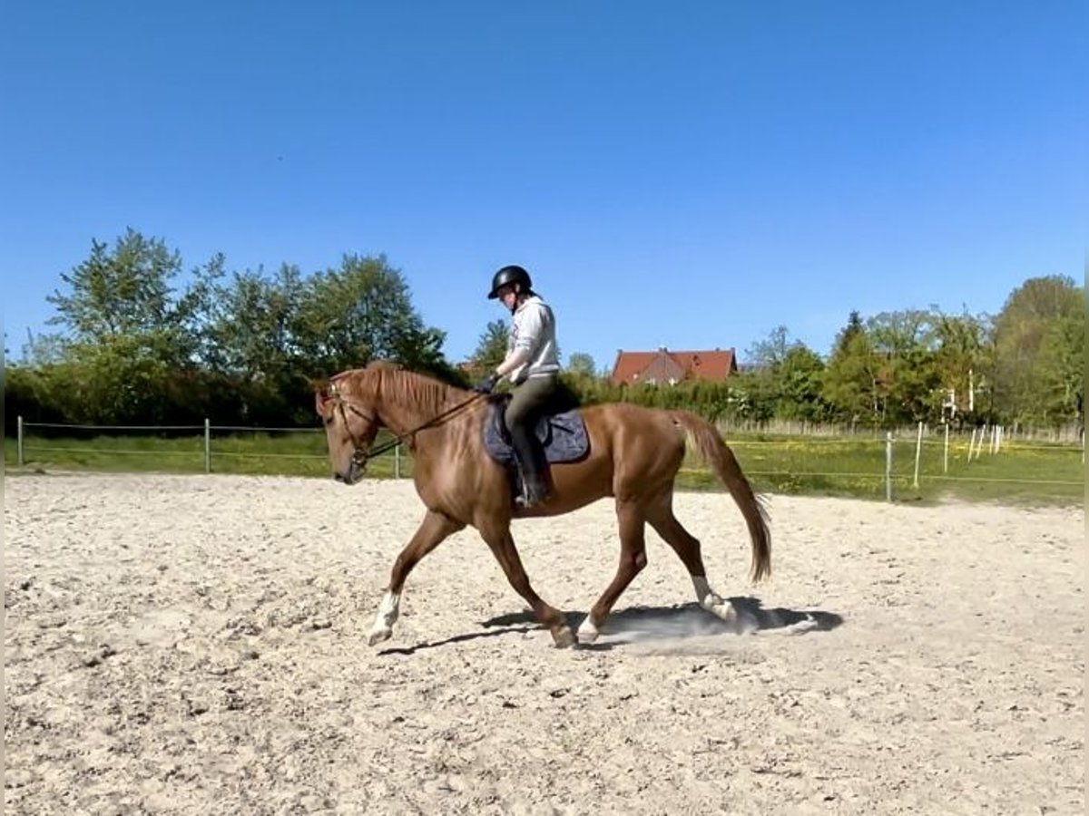 Oldenburger Wallach 7 Jahre 165 cm Fuchs in Dornum