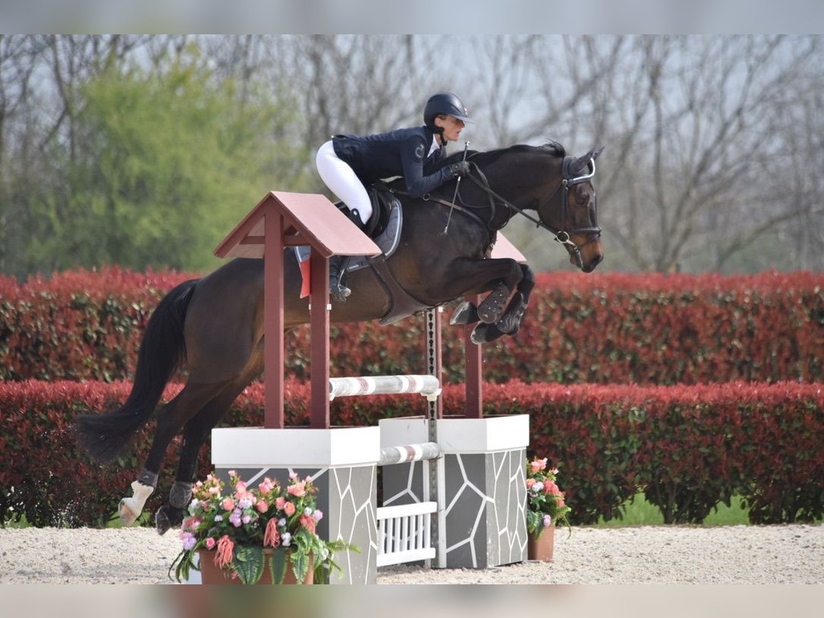 Oldenburger Wallach 7 Jahre 166 cm Dunkelbrauner in Stein AG