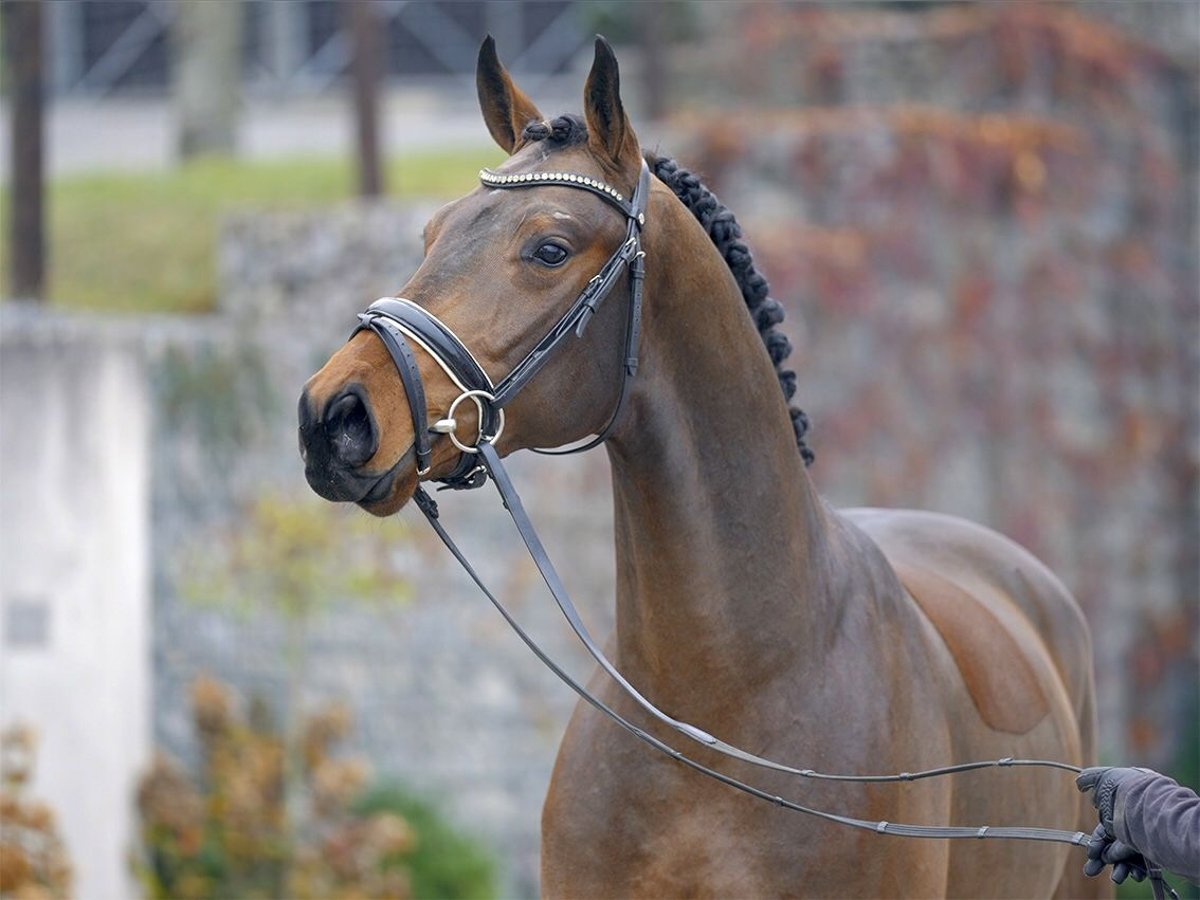 Oldenburger Wallach 7 Jahre 168 cm Brauner in Burgwedel