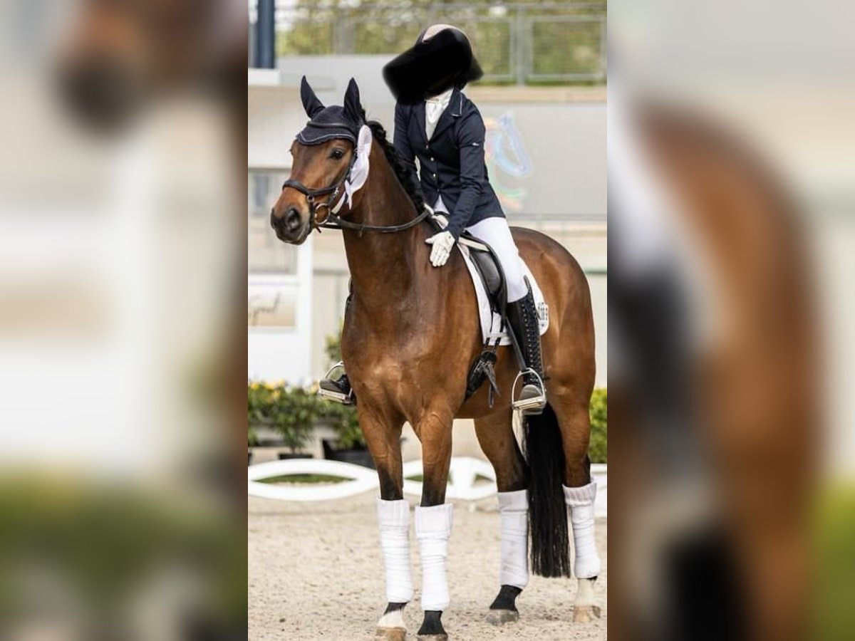 Oldenburger Wallach 7 Jahre 170 cm Brauner in Aachen