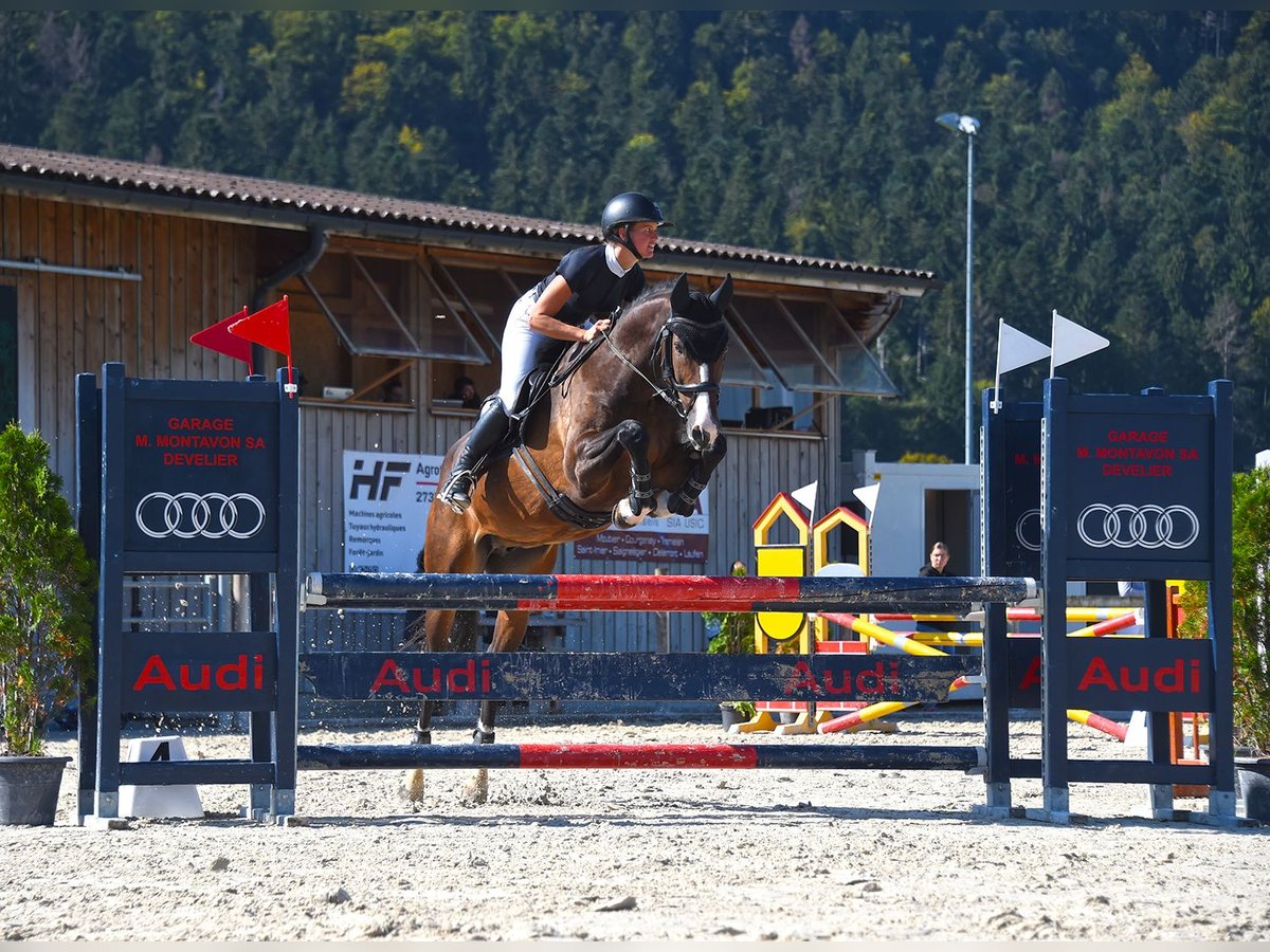 Oldenburger Wallach 7 Jahre 171 cm Dunkelbrauner in Huttwil