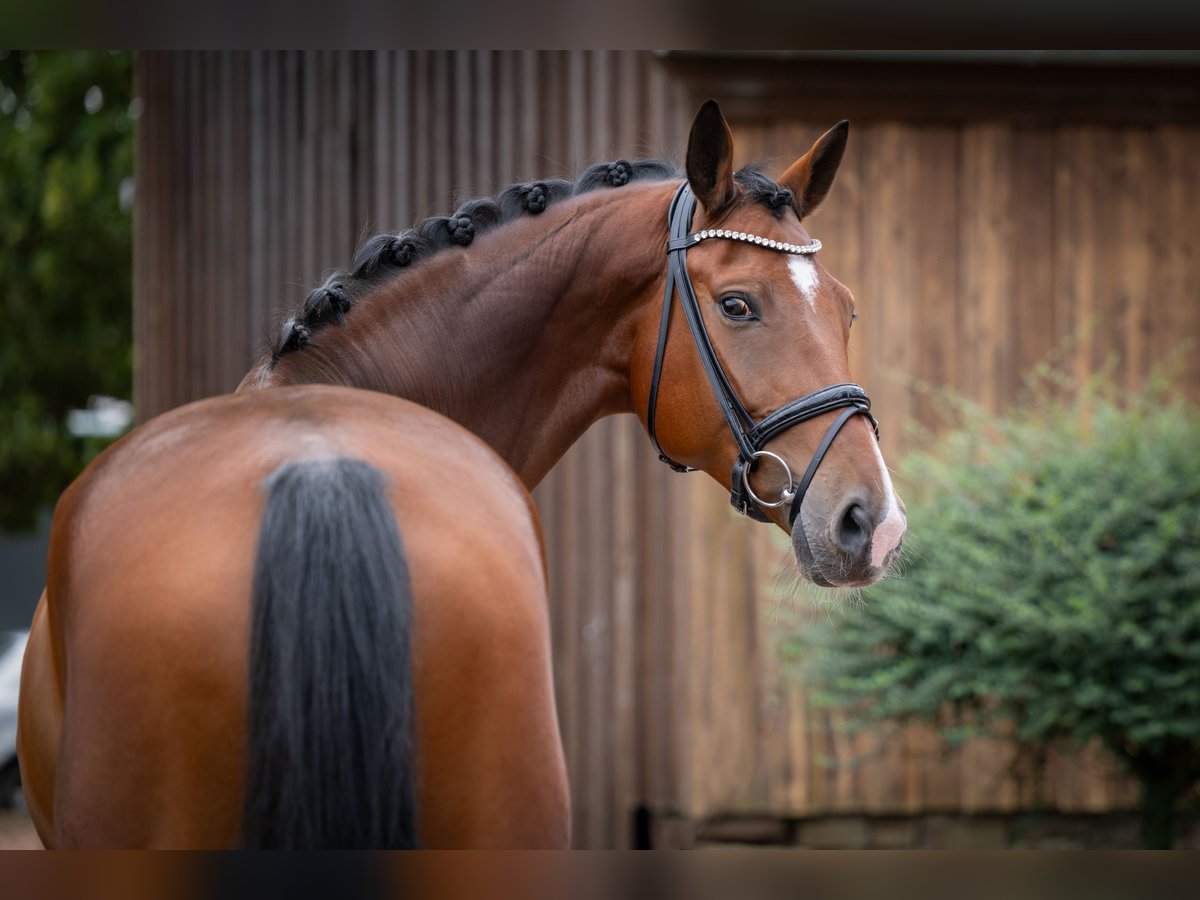 Oldenburger Wallach 7 Jahre 172 cm Brauner in Bramsche