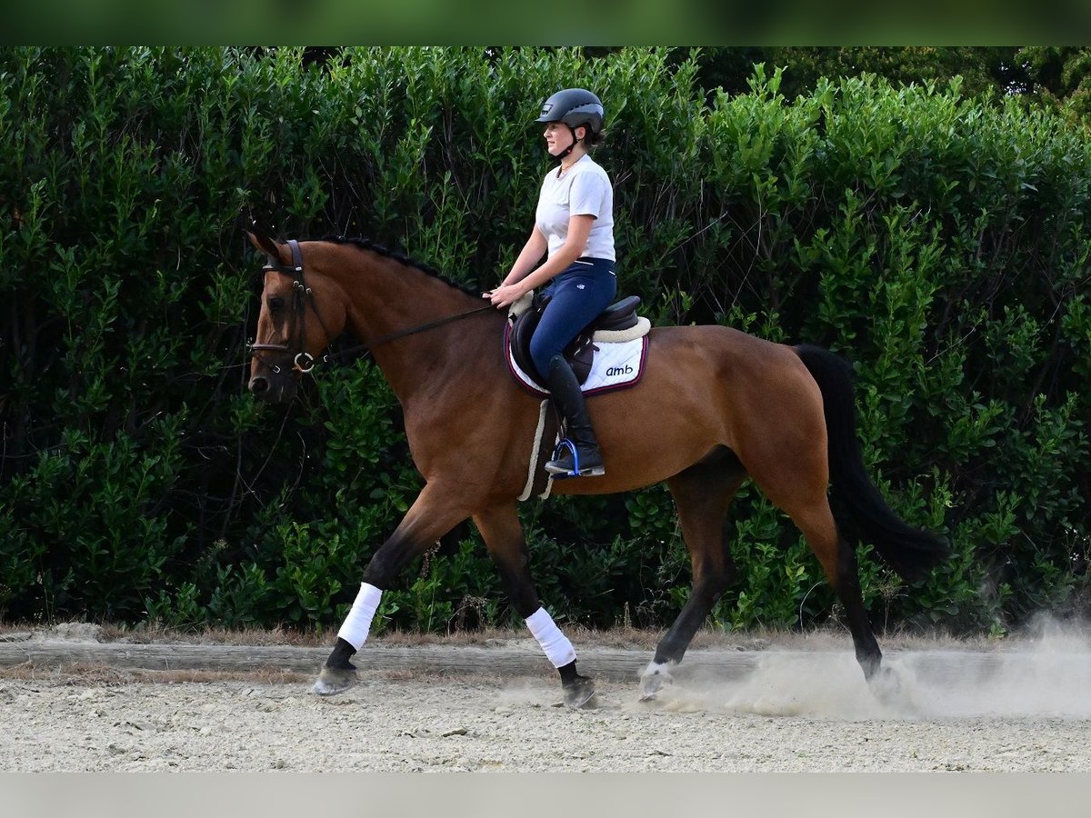 Oldenburger Wallach 7 Jahre 172 cm Hellbrauner in Kevelaer