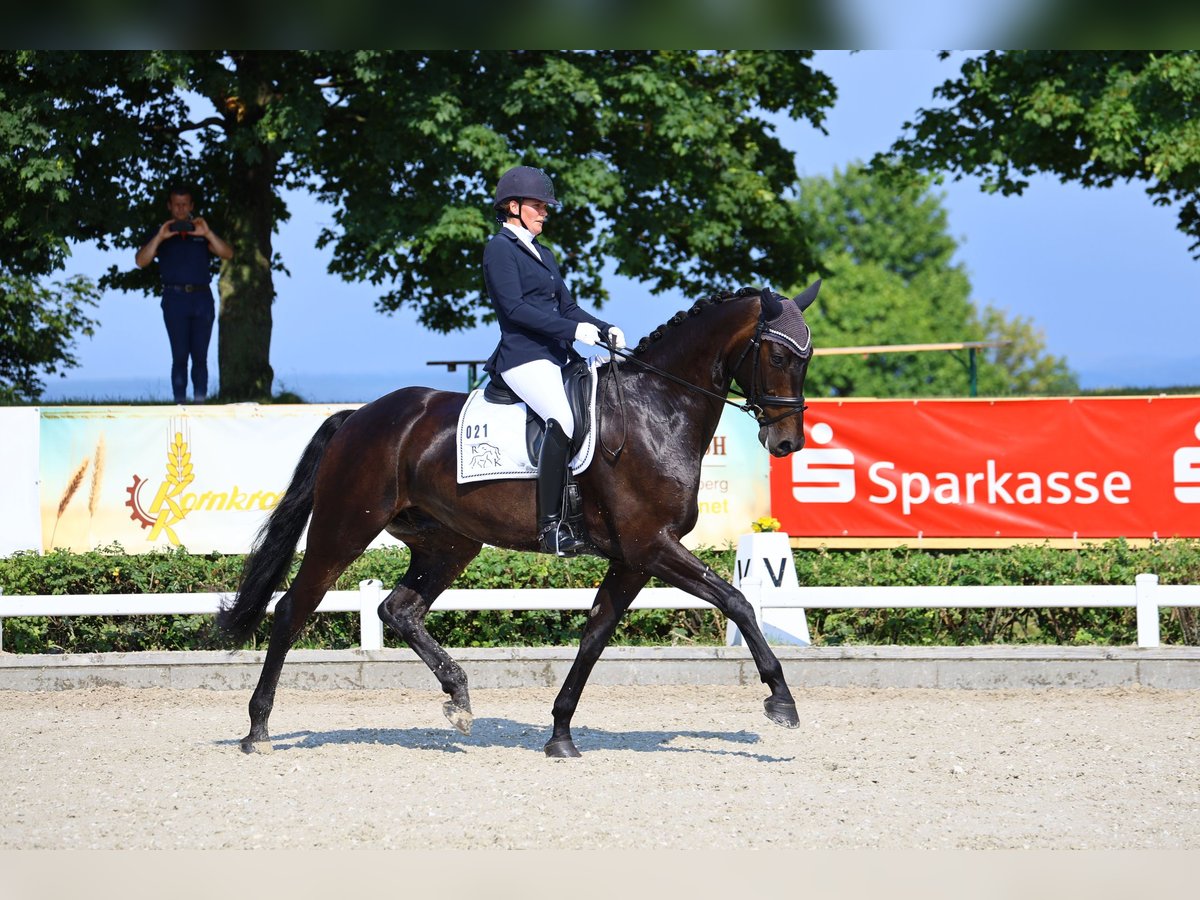 Oldenburger Wallach 7 Jahre 175 cm Schwarzbrauner in Valluhn