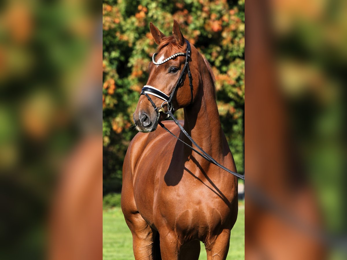 Oldenburger Wallach 7 Jahre 176 cm Fuchs in Rehburg-Loccum Oldenburger Wallach 7 Jahre 176 cm Fuchs in Rehburg-Loccum