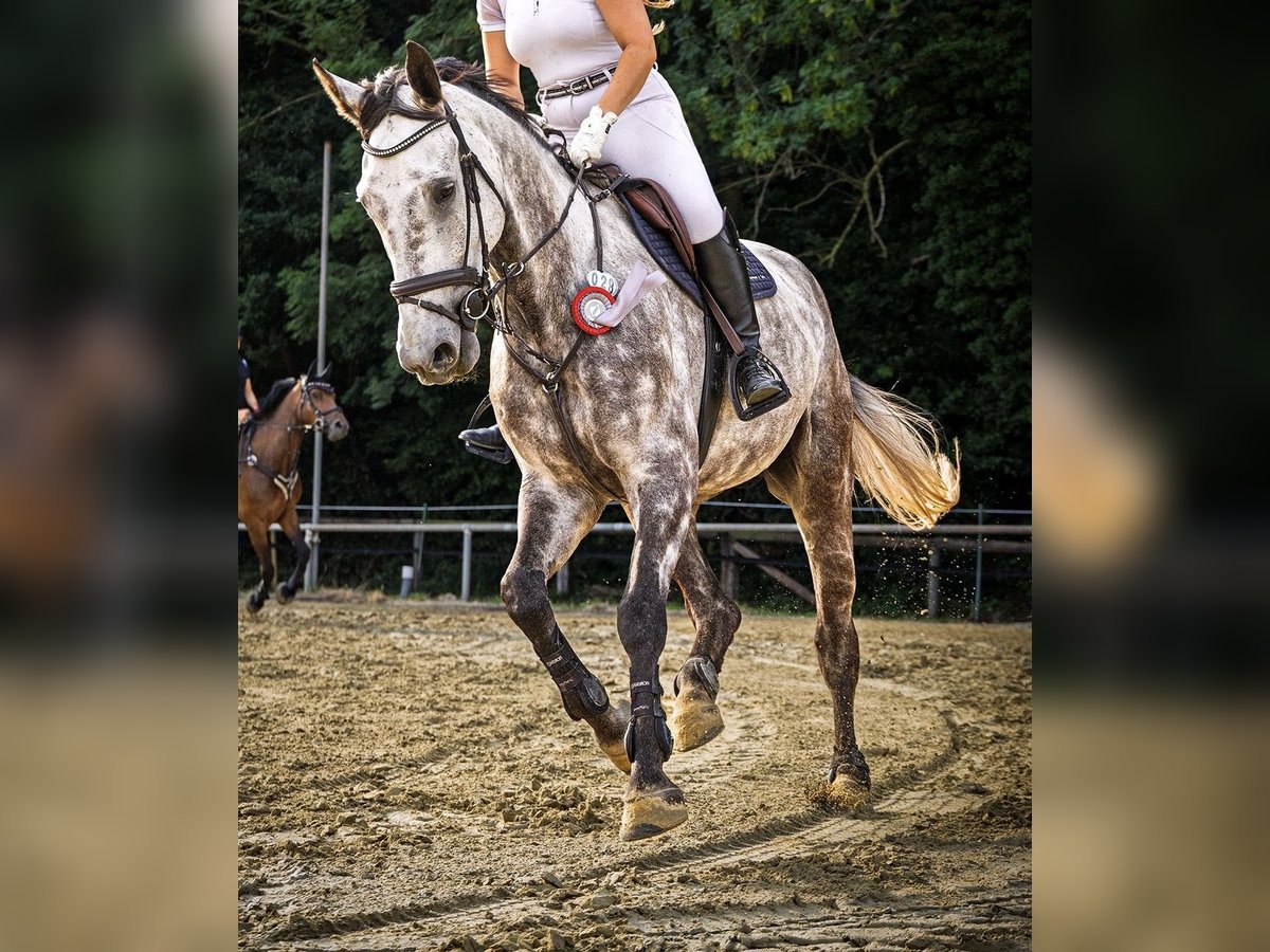 Oldenburger Wallach 7 Jahre 179 cm Apfelschimmel in Castrop-Rauxel