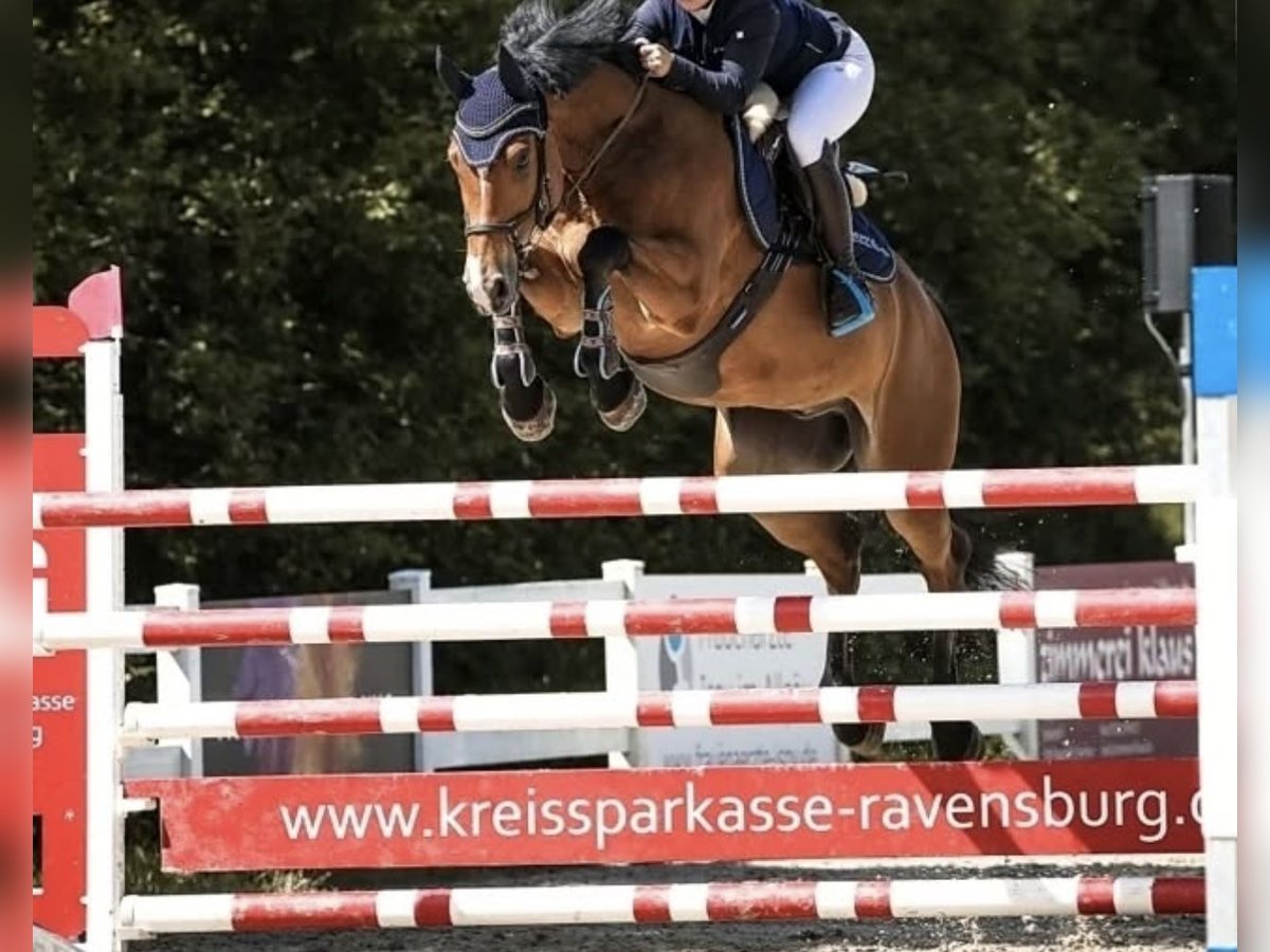 Oldenburger Wallach 8 Jahre 165 cm Brauner in Steinheim am Albuch