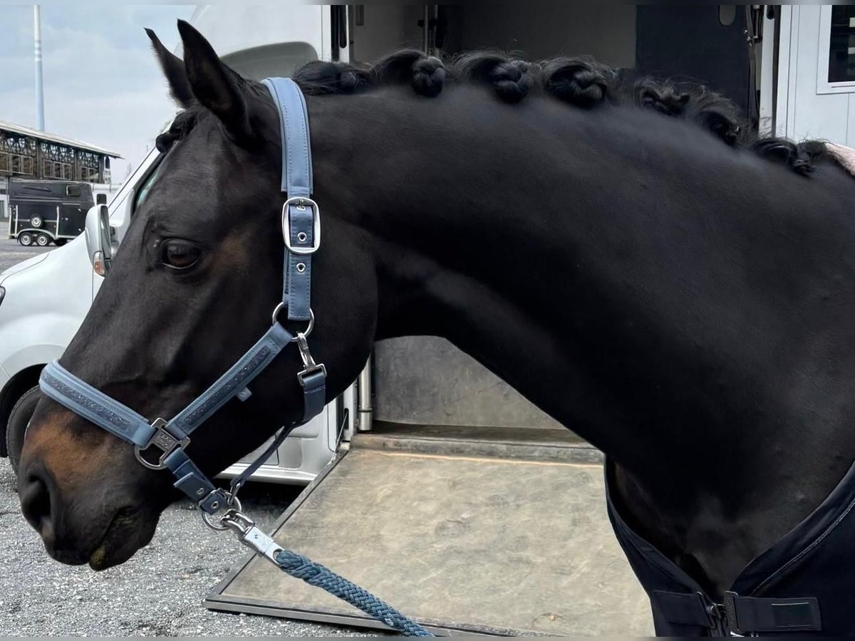 Oldenburger Wallach 8 Jahre 166 cm Brauner in Aachen