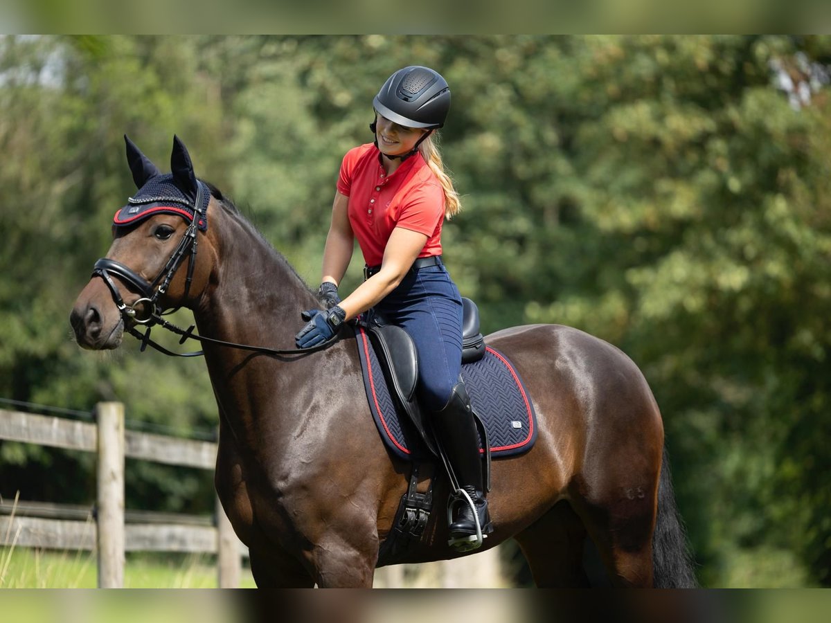 Oldenburger Wallach 8 Jahre 168 cm Brauner in Solingen