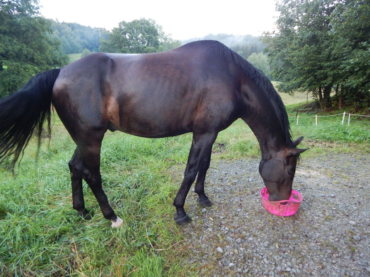 Oldenburger Wallach 8 Jahre 168 cm Dunkelbrauner in Ehningen