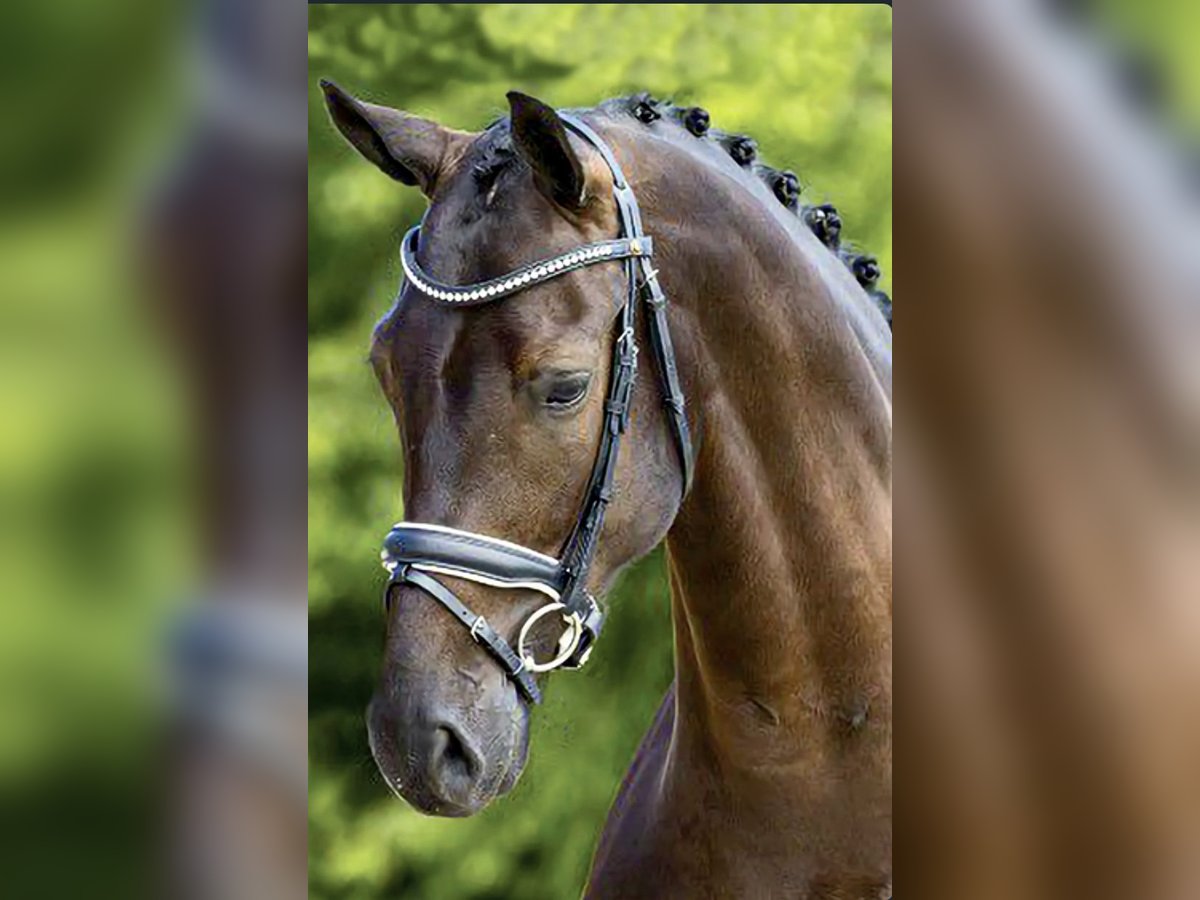 Oldenburger Wallach 8 Jahre 170 cm Dunkelbrauner in Neeritter