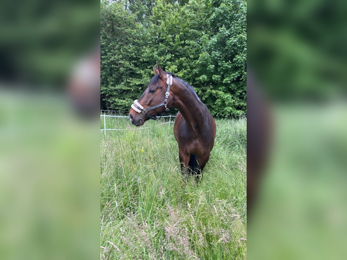 Oldenburger Wallach 8 Jahre 175 cm in Zaisenhausen Oldenburger Wallach 8 Jahre 175 cm in Zaisenhausen