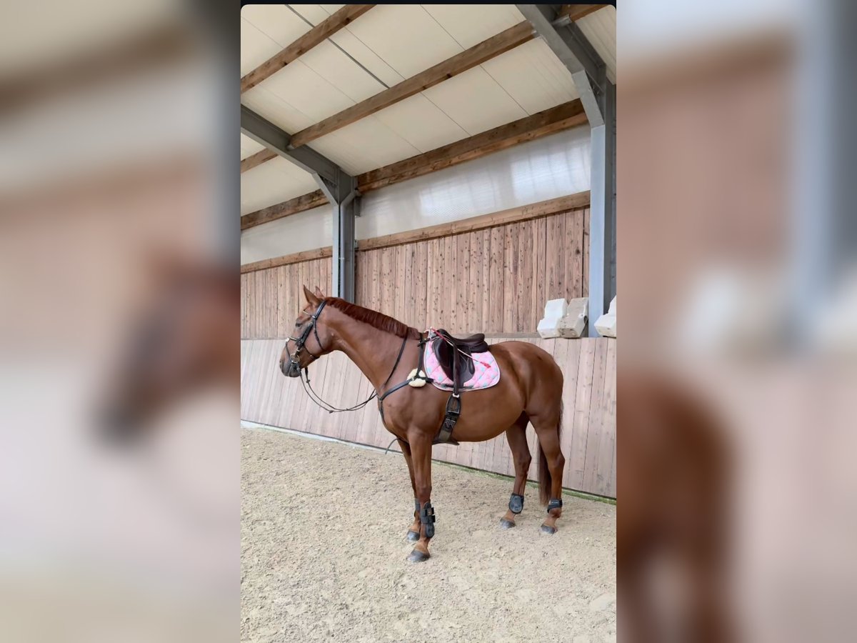 Oldenburger Mix Wallach 8 Jahre 175 cm Dunkelfuchs in Junglinster