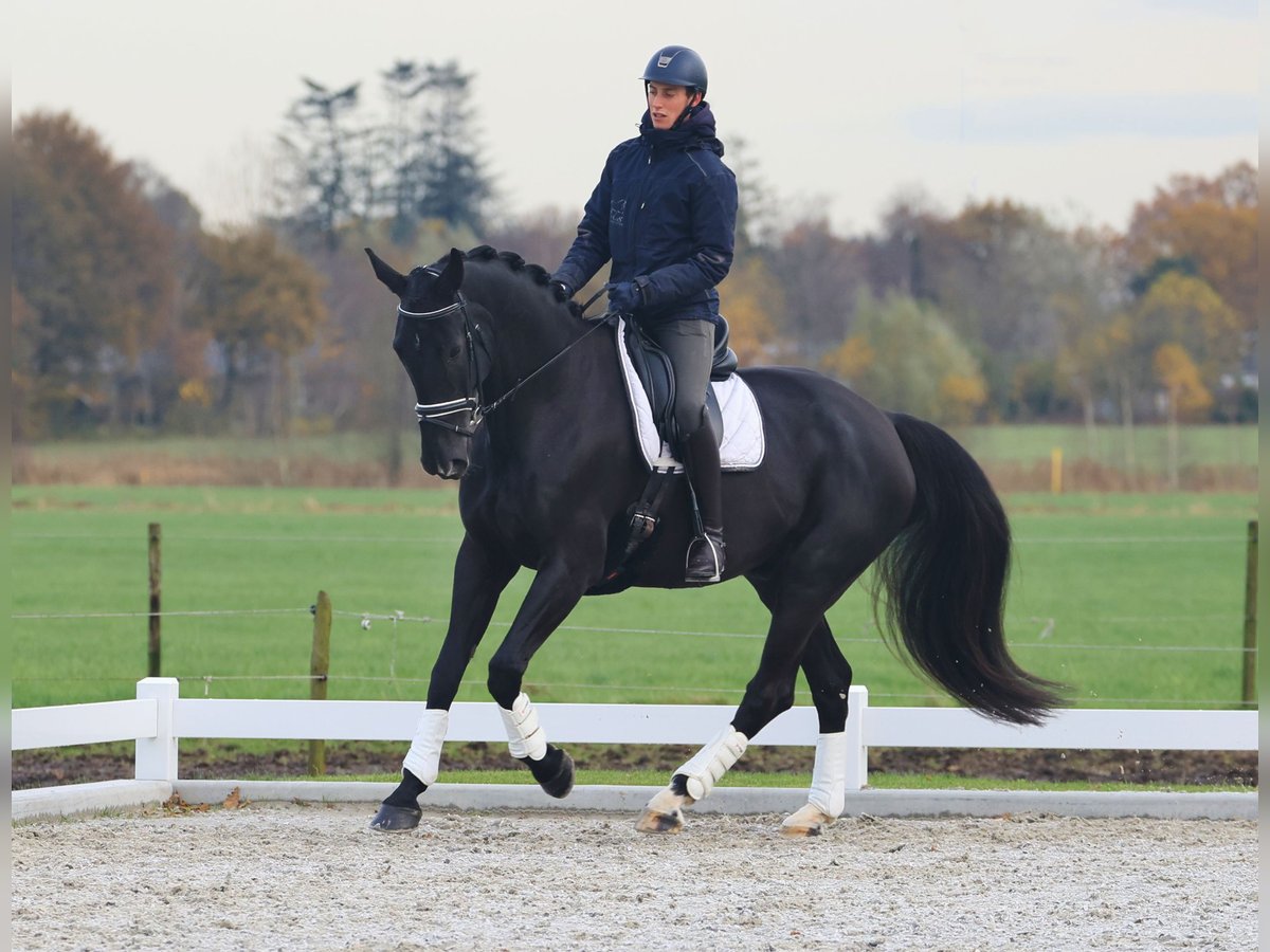 Oldenburger Wallach 8 Jahre 177 cm Rappe in Rijsbergen