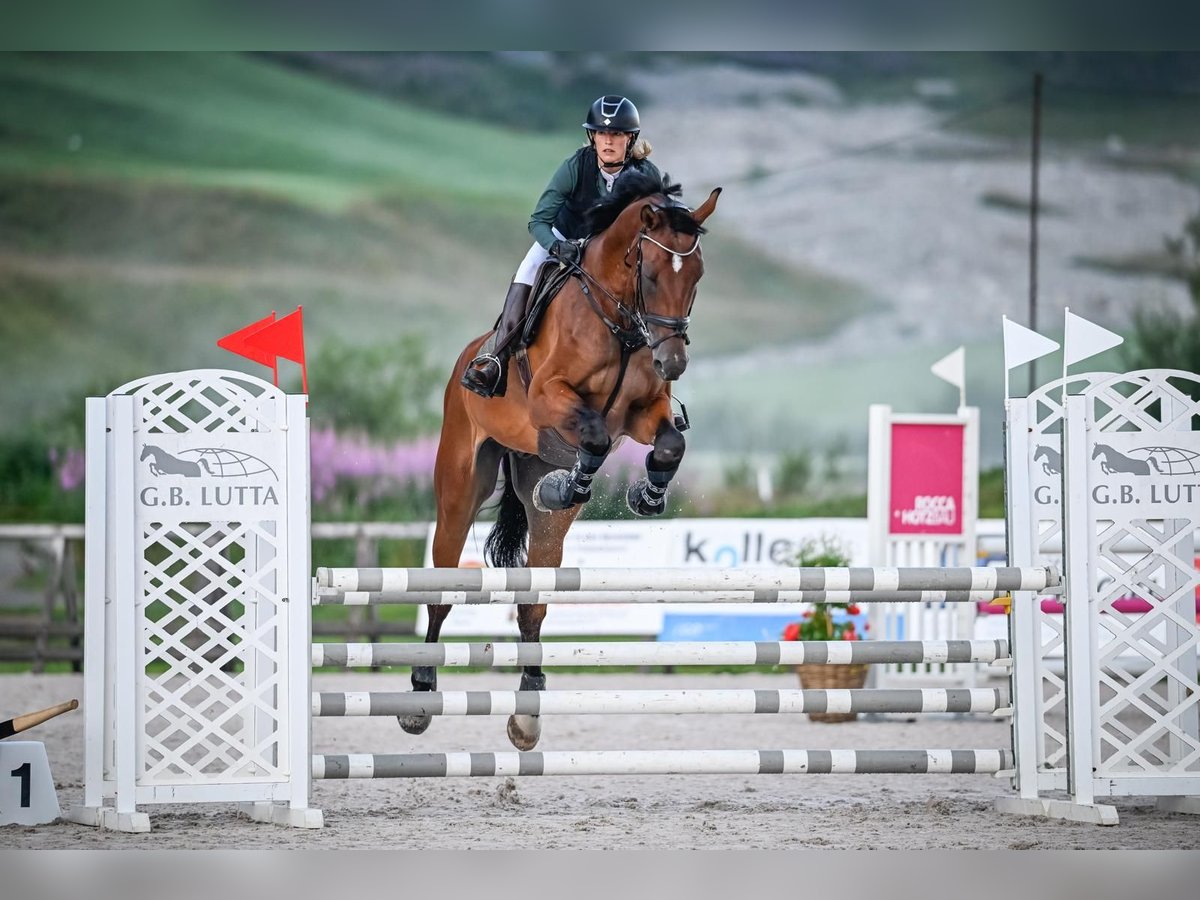 Oldenburger Wallach 8 Jahre 186 cm Brauner in Gossau ZH