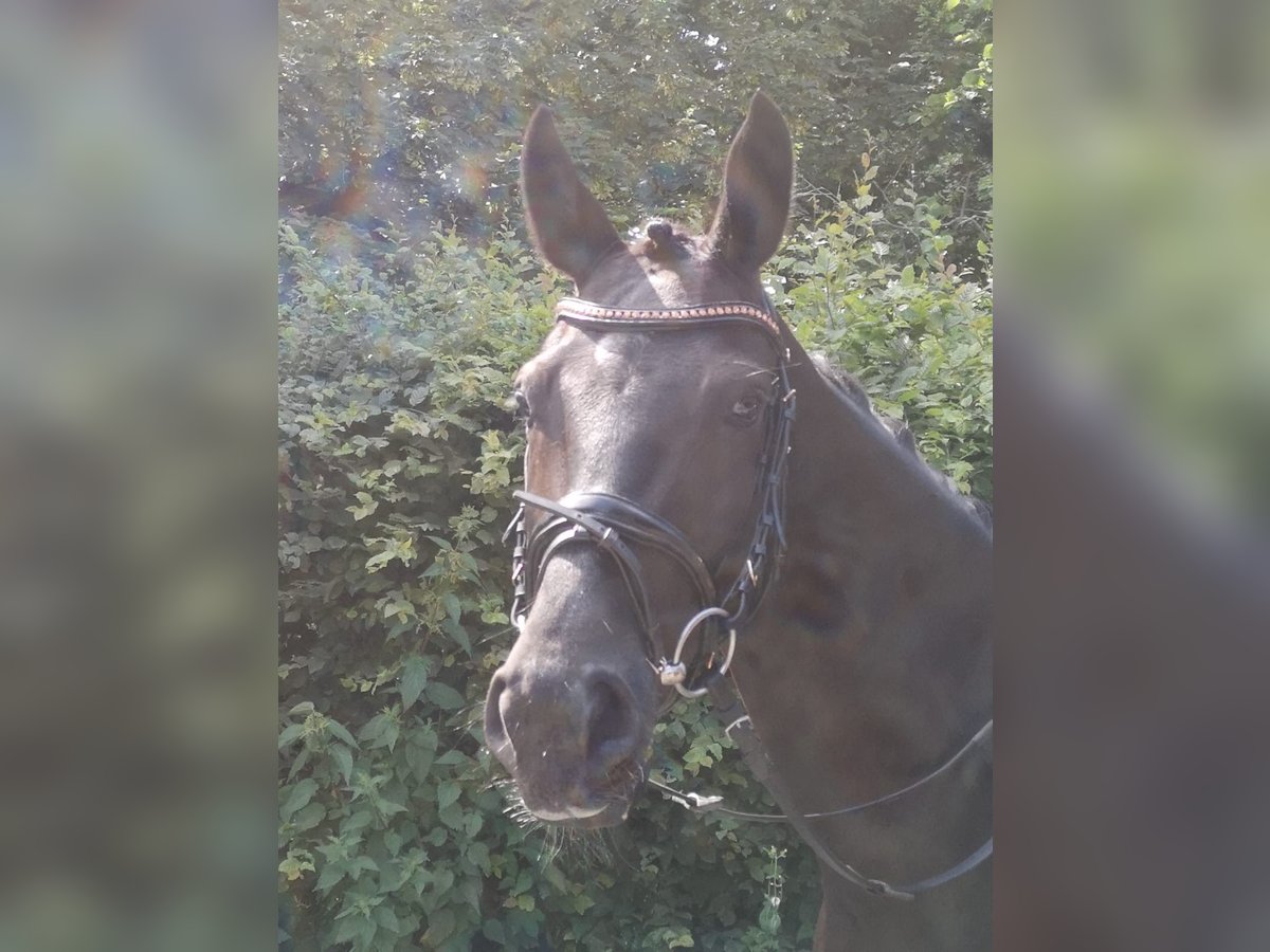 Oldenburger Wallach 9 Jahre 163 cm in Sprockh&#xF6;vel