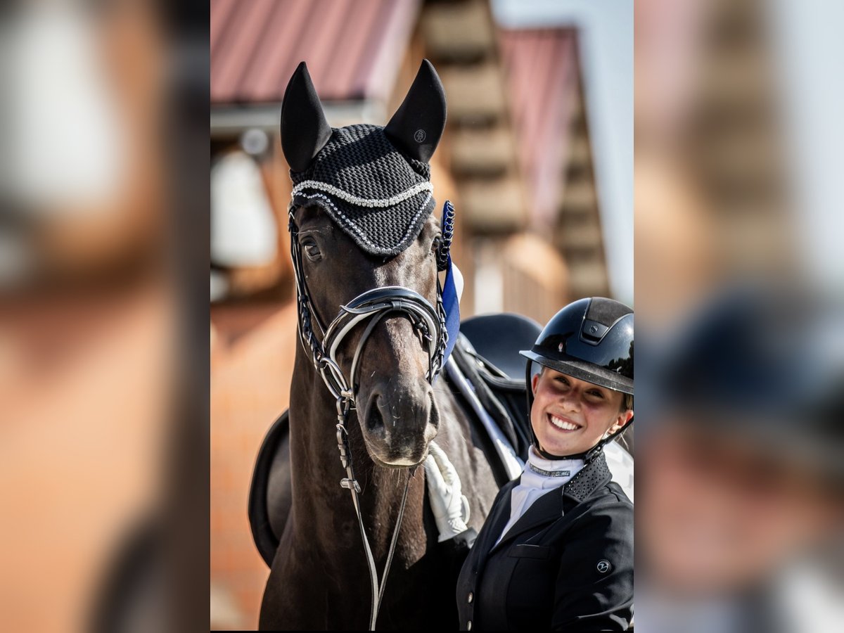 Oldenburger Wallach 9 Jahre 163 cm Rappe in Schwanewede