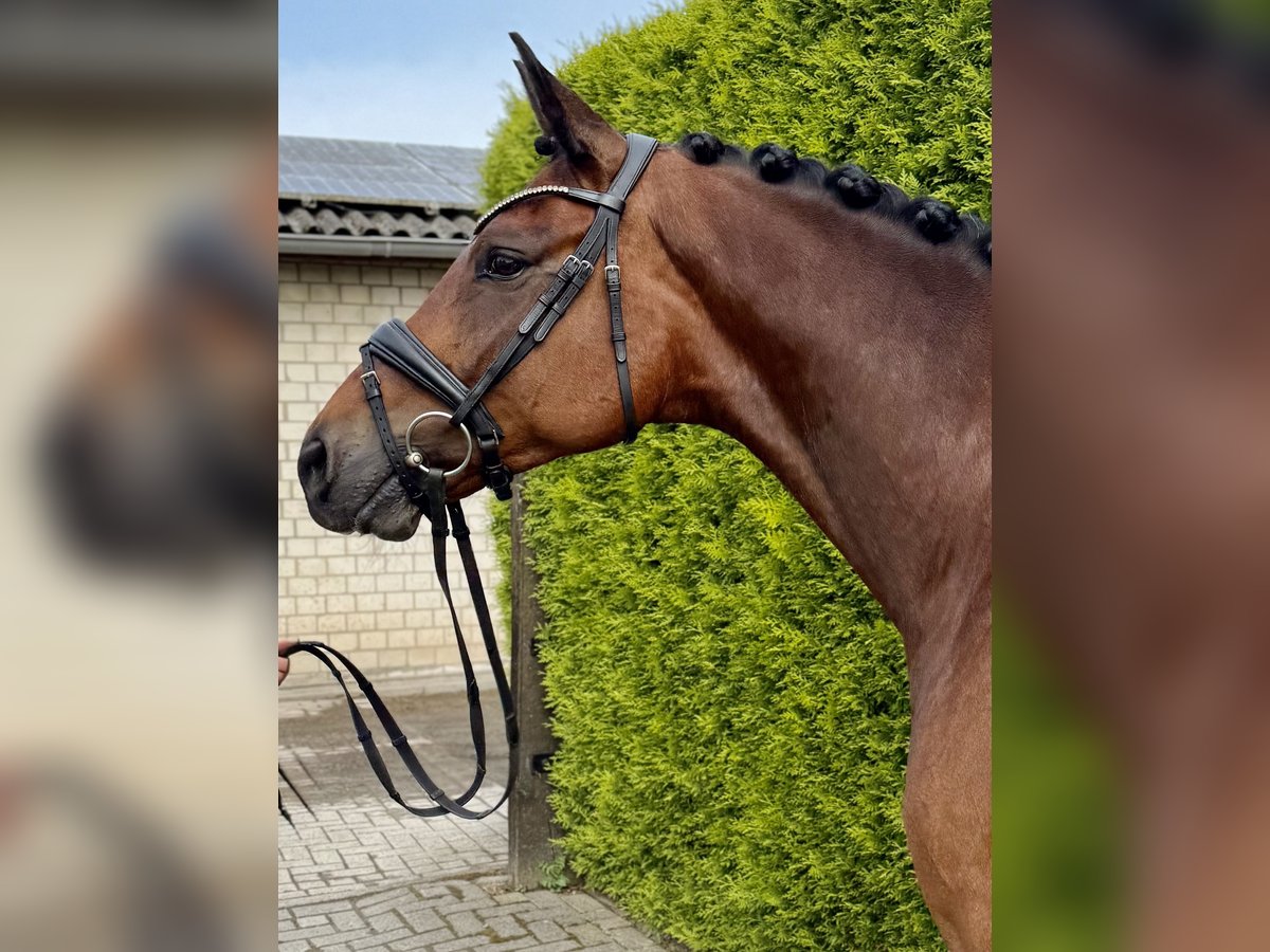 Oldenburger Wallach 9 Jahre 167 cm Brauner in Hamm