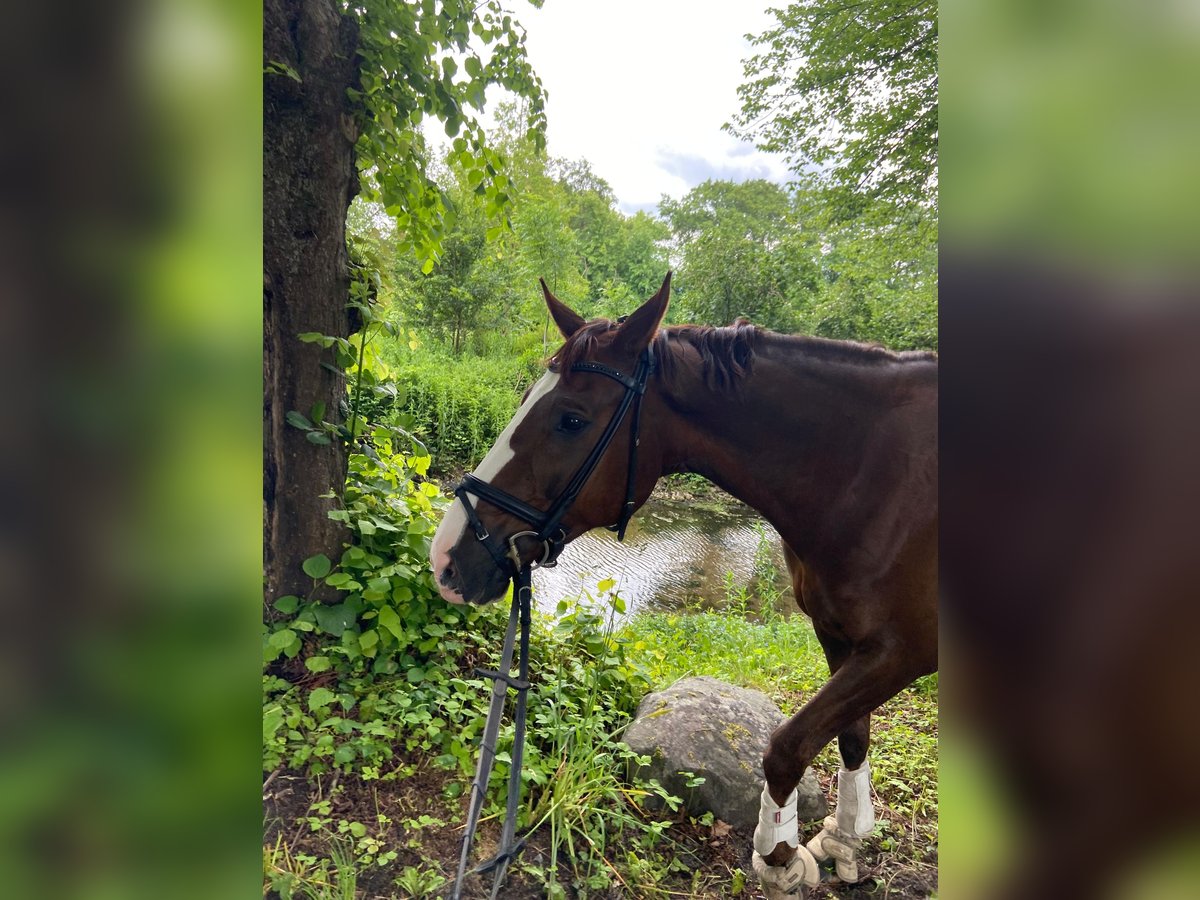 Oldenburger Wallach 9 Jahre 167 cm Dunkelfuchs in Osdorf