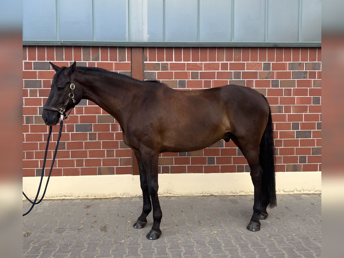 Oldenburger Wallach 9 Jahre 167 cm Schwarzbrauner in M&#xF6;rfelden-Walldorf