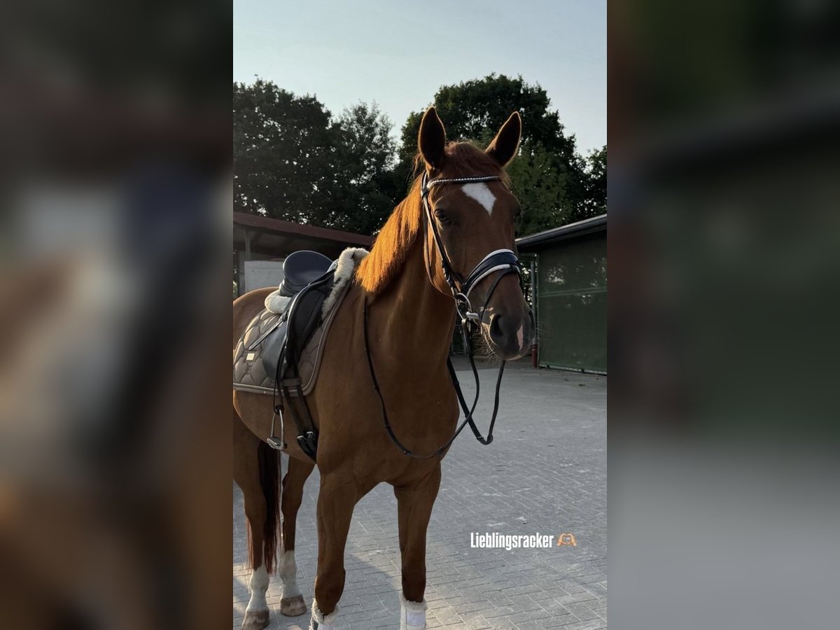 Oldenburger Wallach 9 Jahre 168 cm Fuchs in Rastede