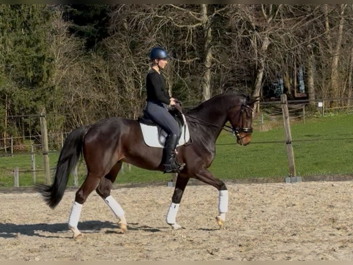 Oldenburger Wallach 9 Jahre 169 cm Dunkelbrauner in Sch&#xF6;nenberg