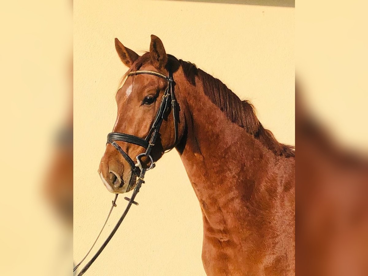 Oldenburger Wallach 9 Jahre 170 cm Fuchs in Allershausen