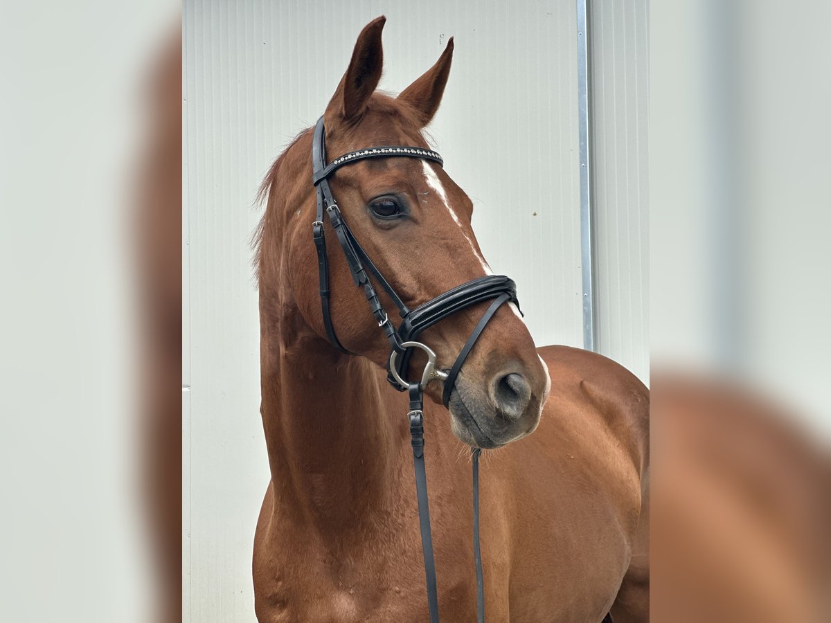 Oldenburger Wallach 9 Jahre 170 cm Fuchs in Wirtschach Oldenburger Wallach 9 Jahre 170 cm Fuchs in Wirtschach