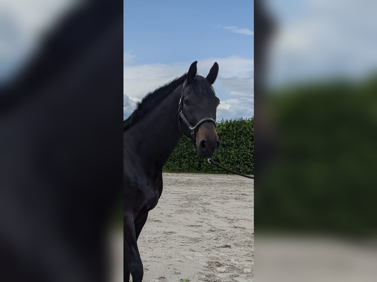 Oldenburger Wallach 9 Jahre 170 cm Schwarzbrauner in Biedesheim