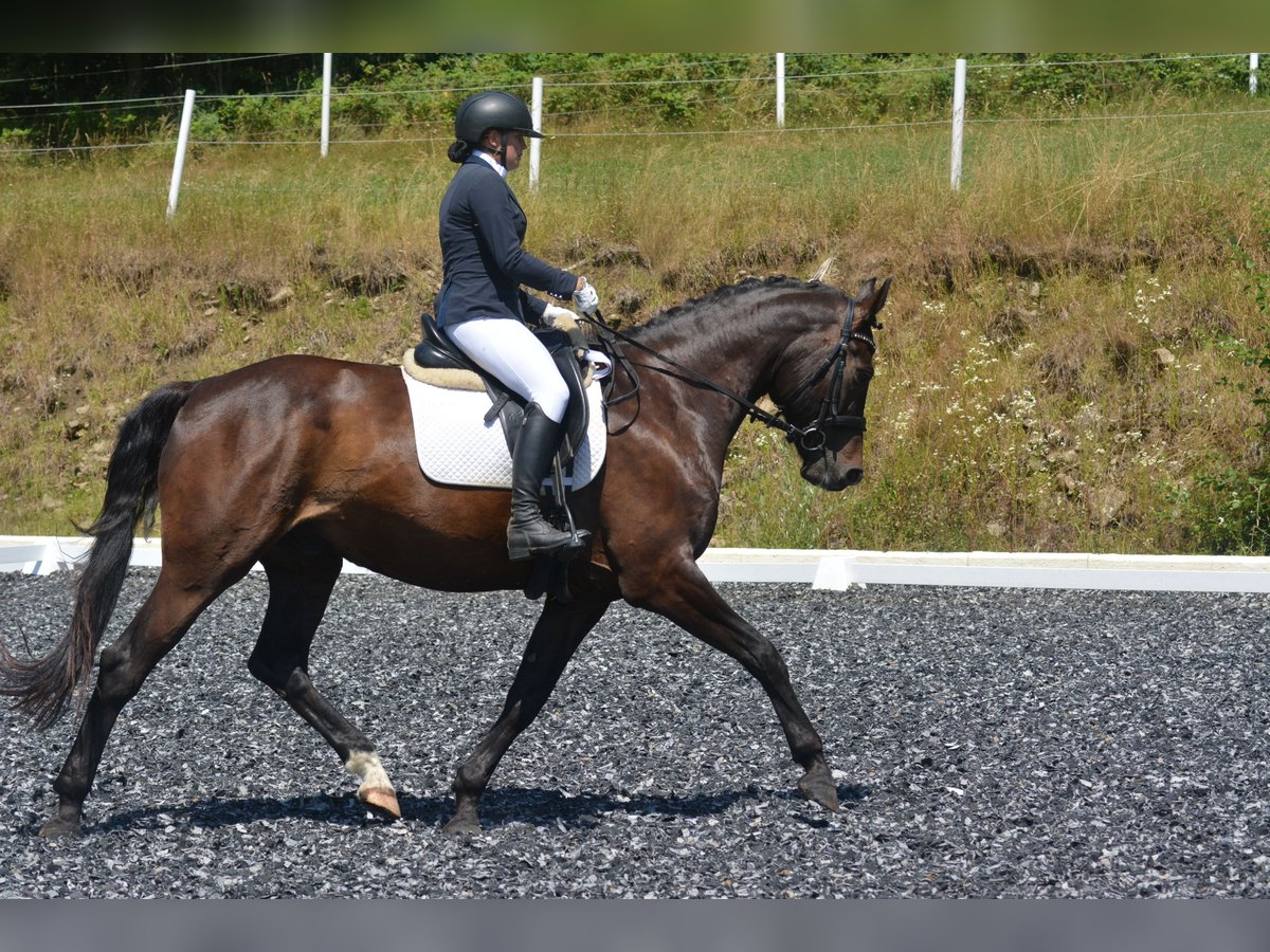 Oldenburger Wallach 9 Jahre 172 cm Schwarzbrauner in Linz