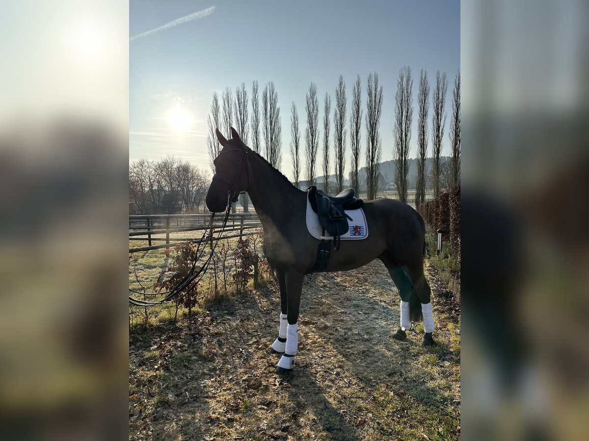 Oldenburger Wallach 9 Jahre 174 cm Schwarzbrauner in Beckerich