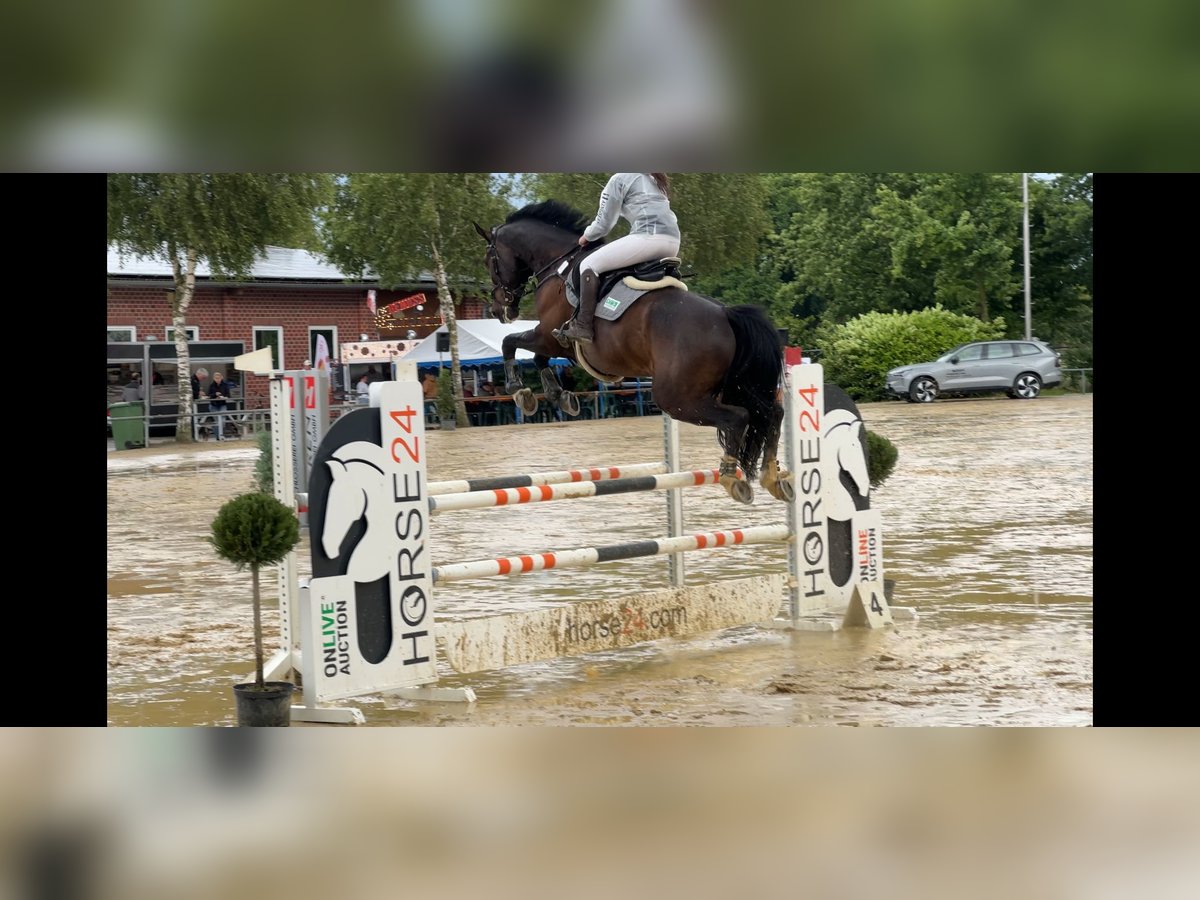 Oldenburger Wallach 9 Jahre 175 cm Rappe in Oer-Erkenschwick