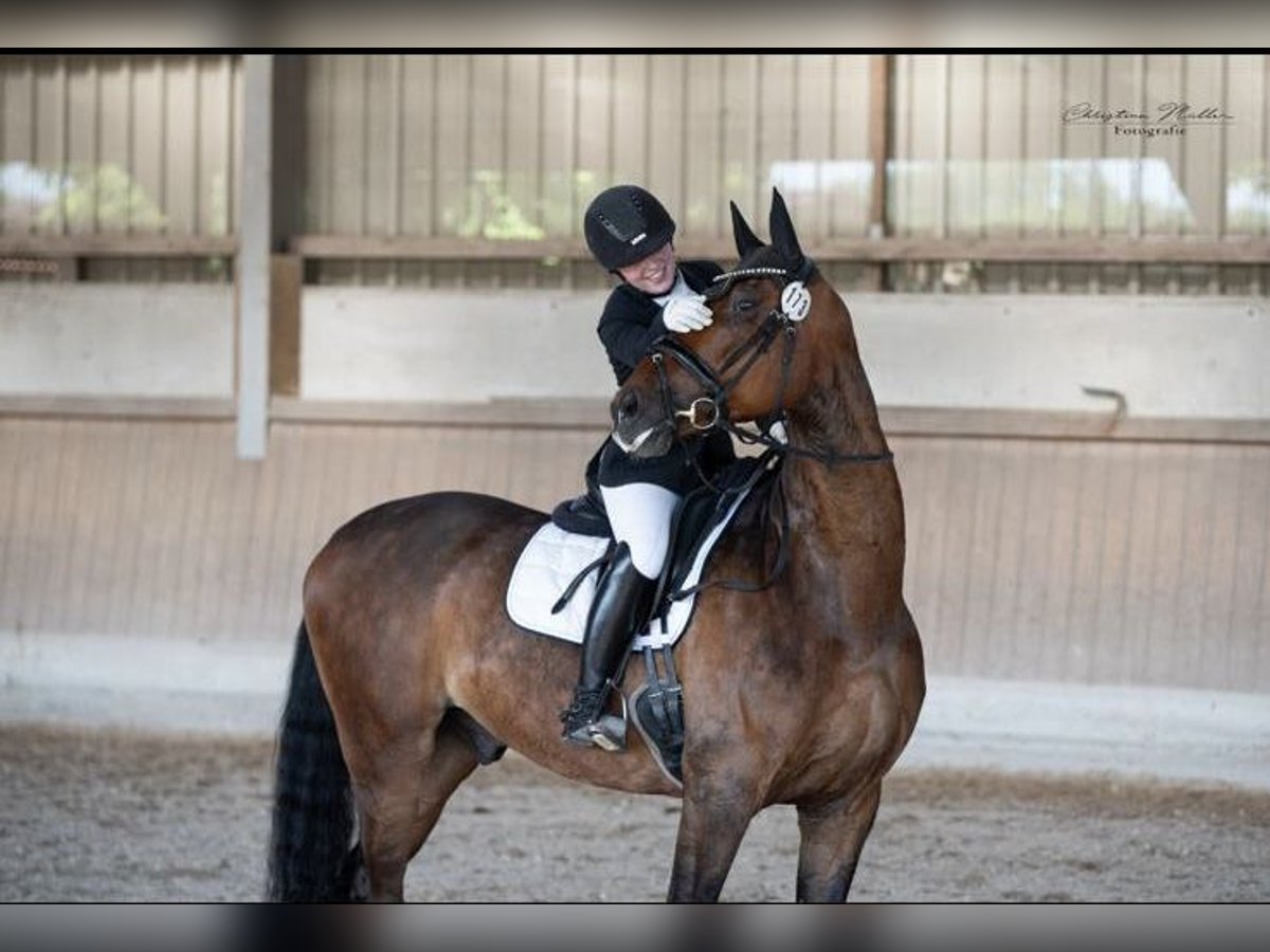 Oldenburger Wallach 9 Jahre 176 cm Brauner in Kitzingen
