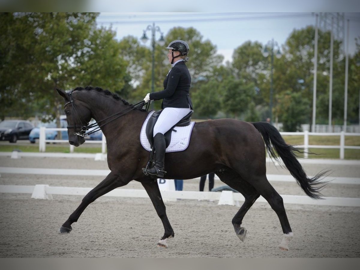 Oldenburger Wallach 9 Jahre 177 cm Schwarzbrauner in Pelmberg