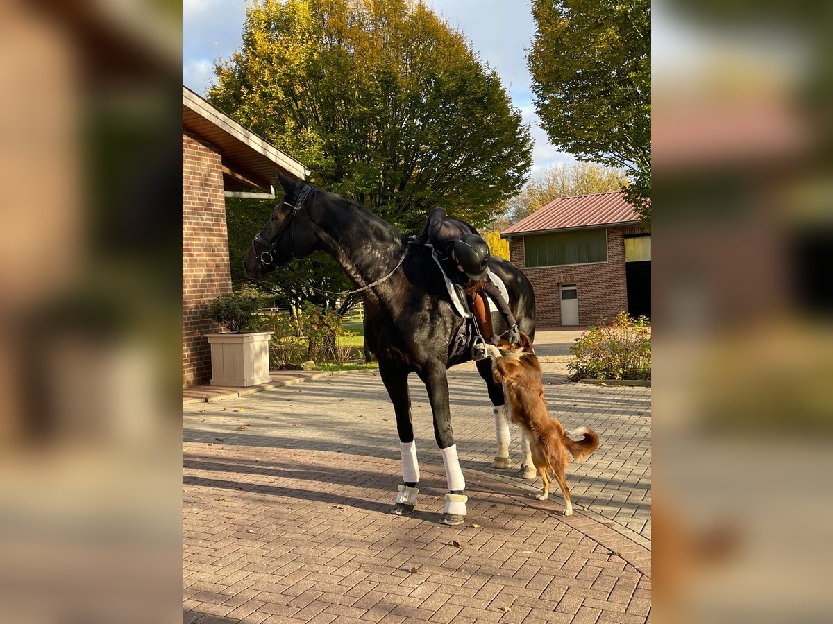 Oldenburger Wallach 9 Jahre 187 cm Dunkelbrauner in Fürstenau