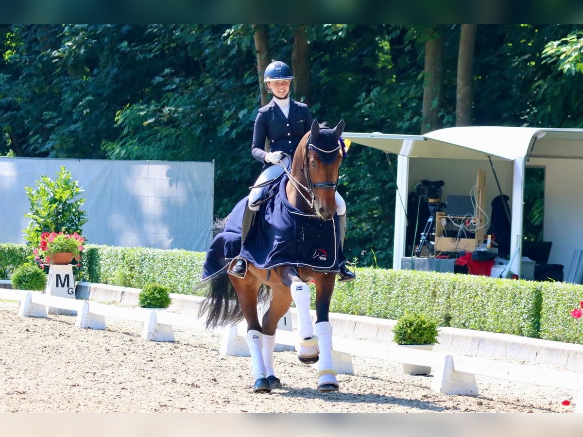 Oldenburger Wallach 9 Jahre Brauner in Jesteburg