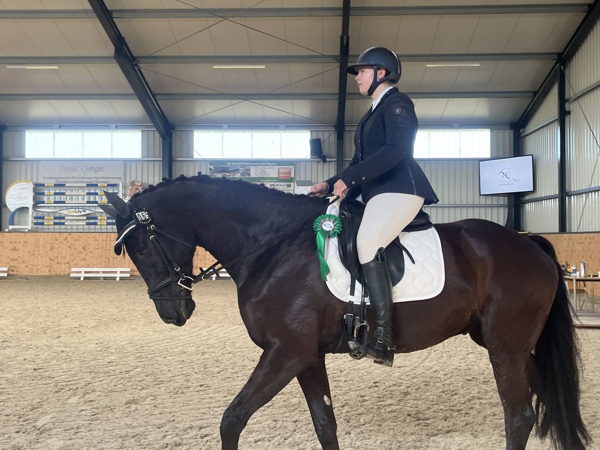 Oldenburger Wallach 9 Jahre Schwarzbrauner in Fuldatal