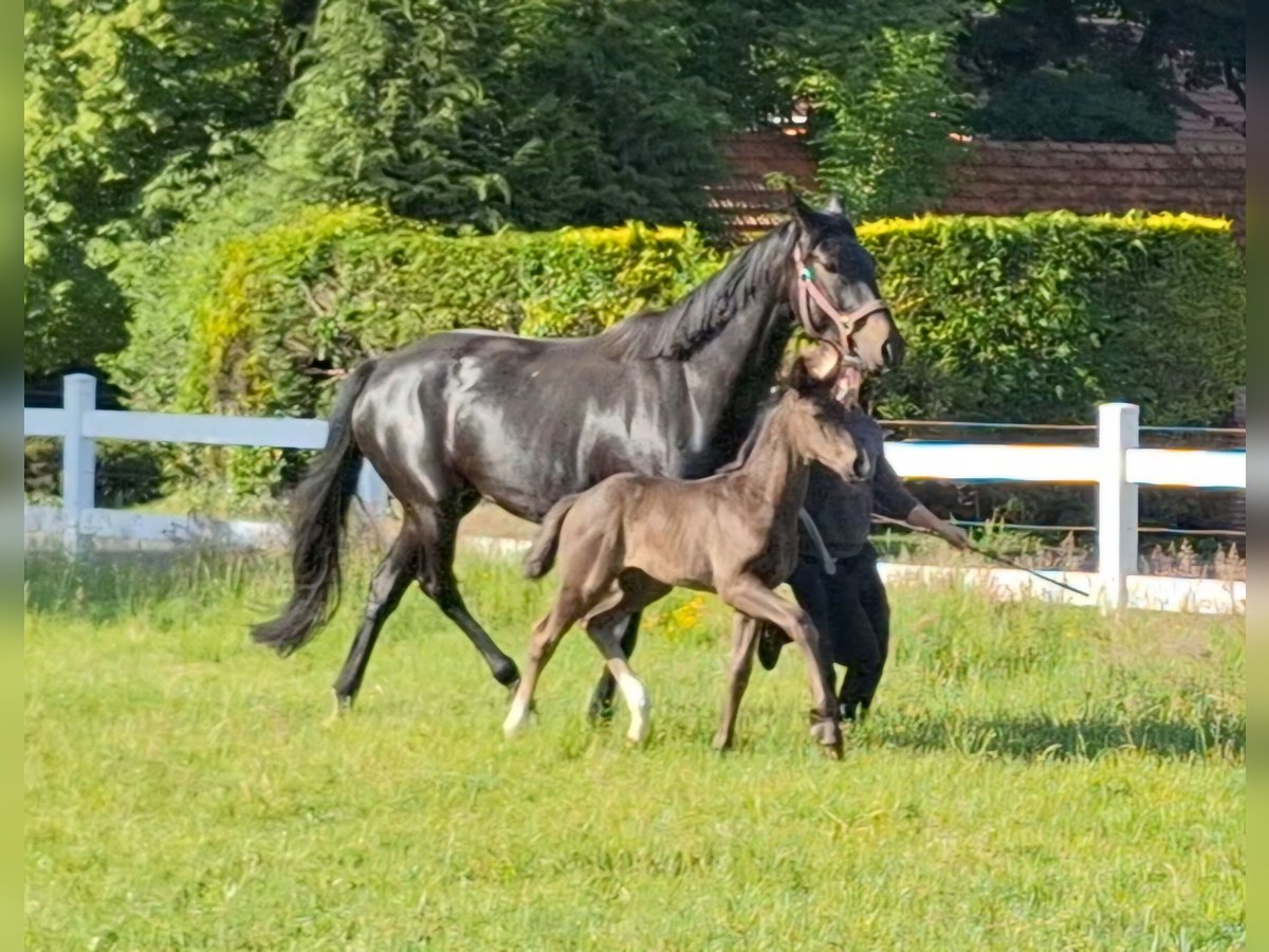 Oldenburger Wallach Fohlen (05/2025) 174 cm Rappe in Bassum