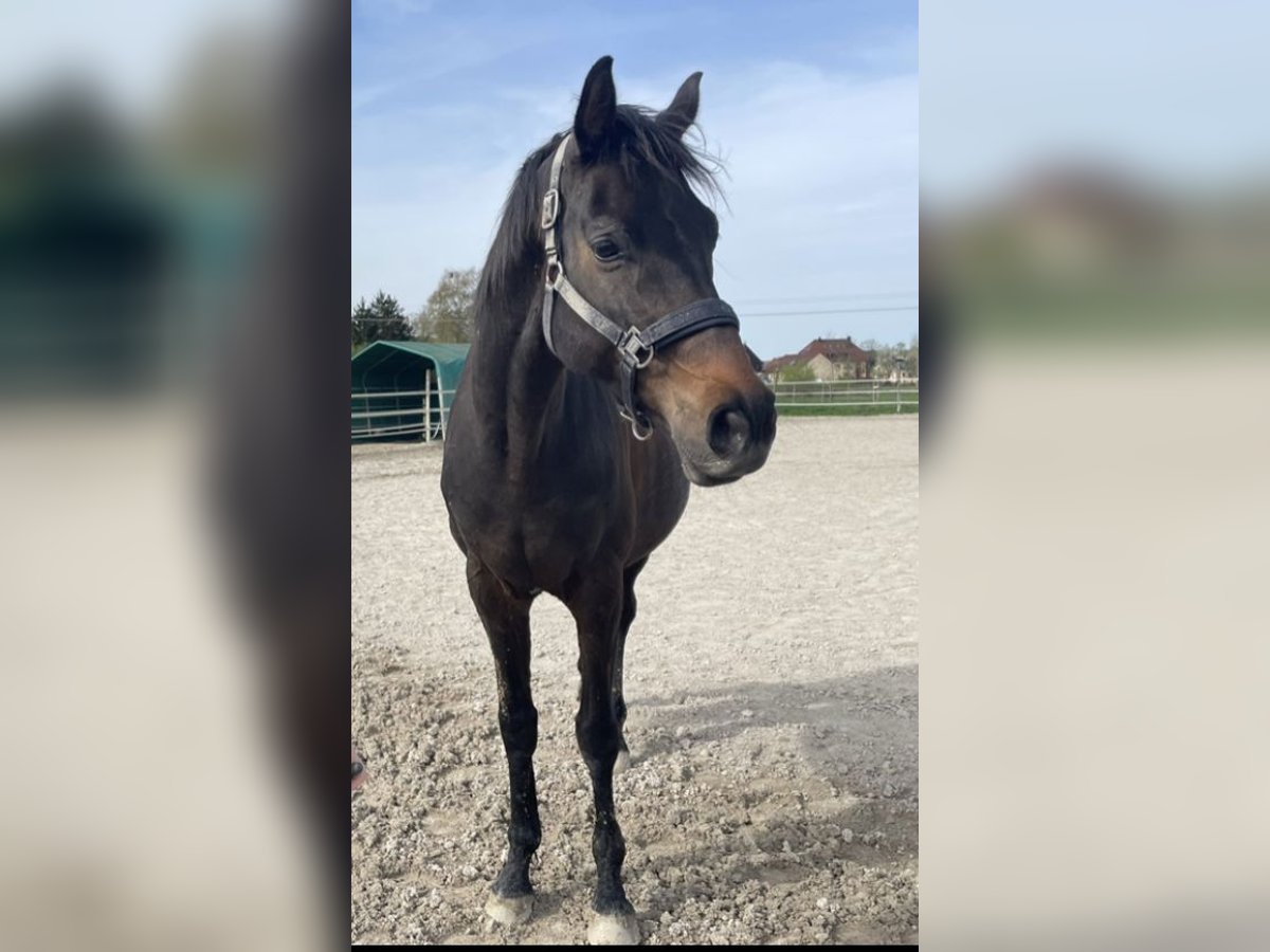 Oldenburgo Caballo castrado 10 años 169 cm Castaño oscuro in Neunkirchen am Brand