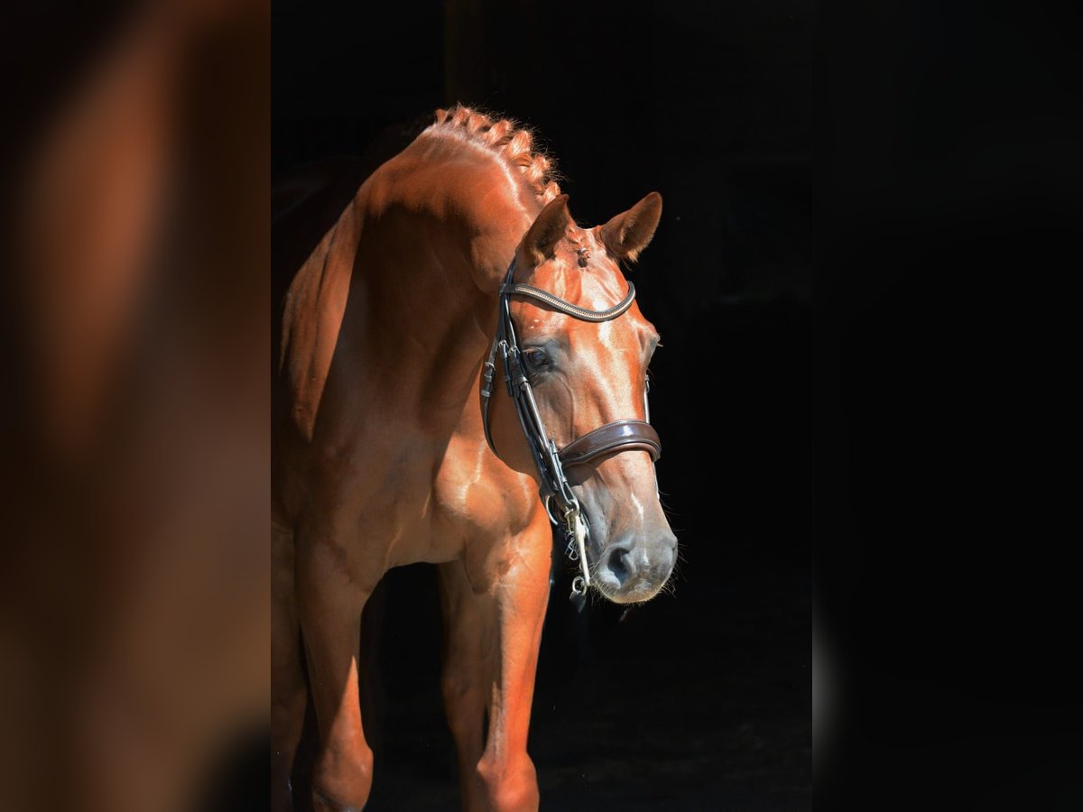 Oldenburgo Caballo castrado 10 años 171 cm Alazán in Paderborn