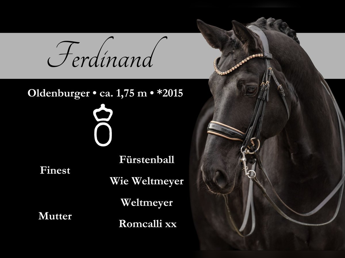 Oldenburgo Caballo castrado 10 años 175 cm Negro in Wehringen