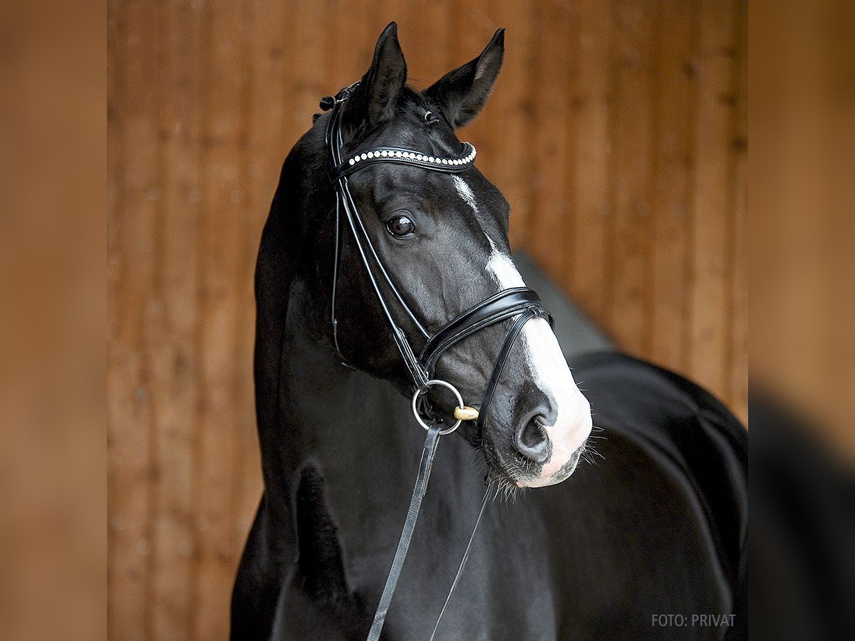 Oldenburgo Caballo castrado 10 años 176 cm Negro in Verden (Aller)