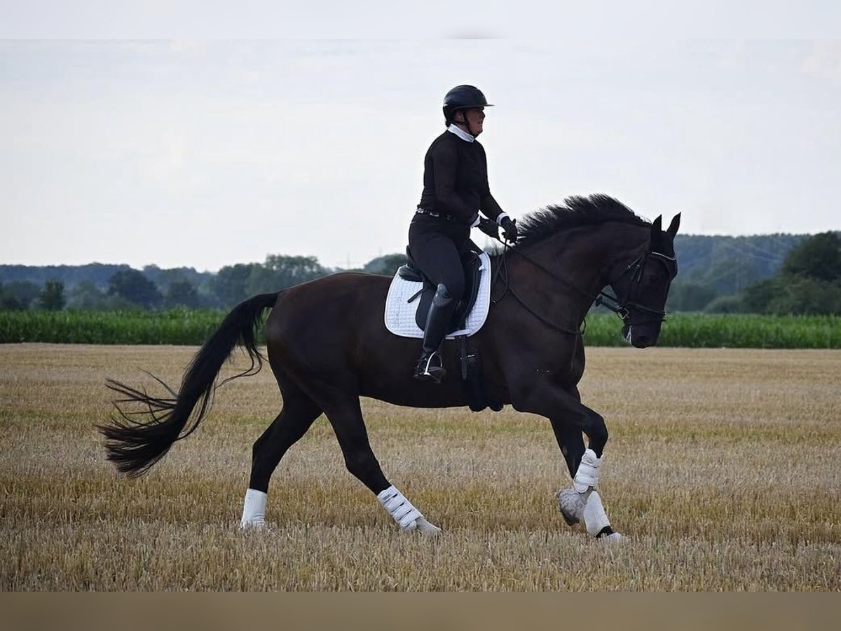 Oldenburgo Caballo castrado 10 años 180 cm Negro in D&#xFC;lmen