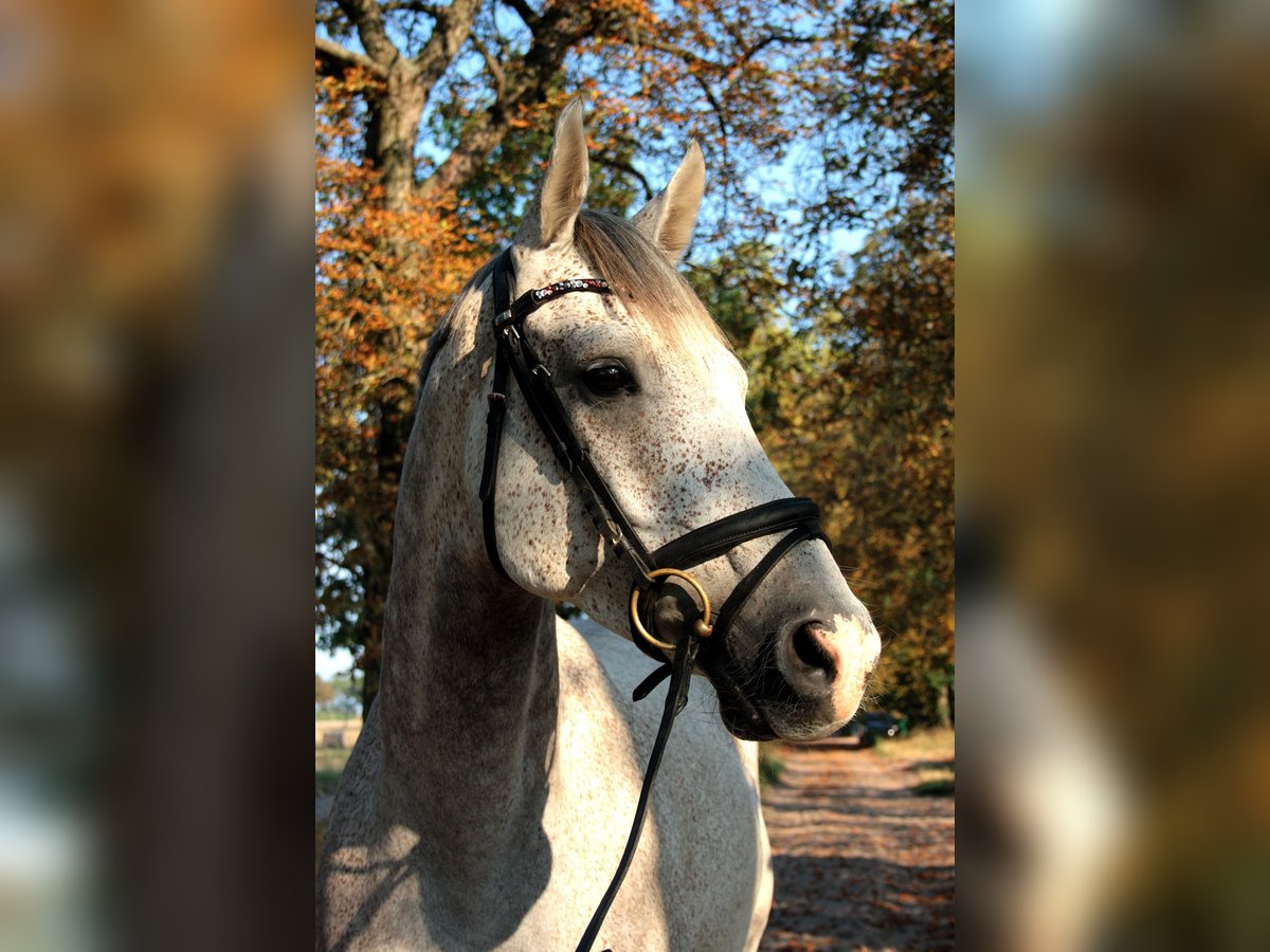 Oldenburgo Caballo castrado 11 años 165 cm Tordo picazo in Saalow