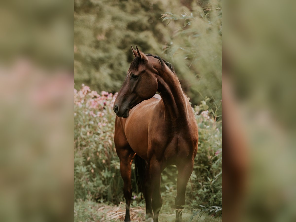 Oldenburgo Caballo castrado 11 años 170 cm Castaño oscuro in Straubenhardt